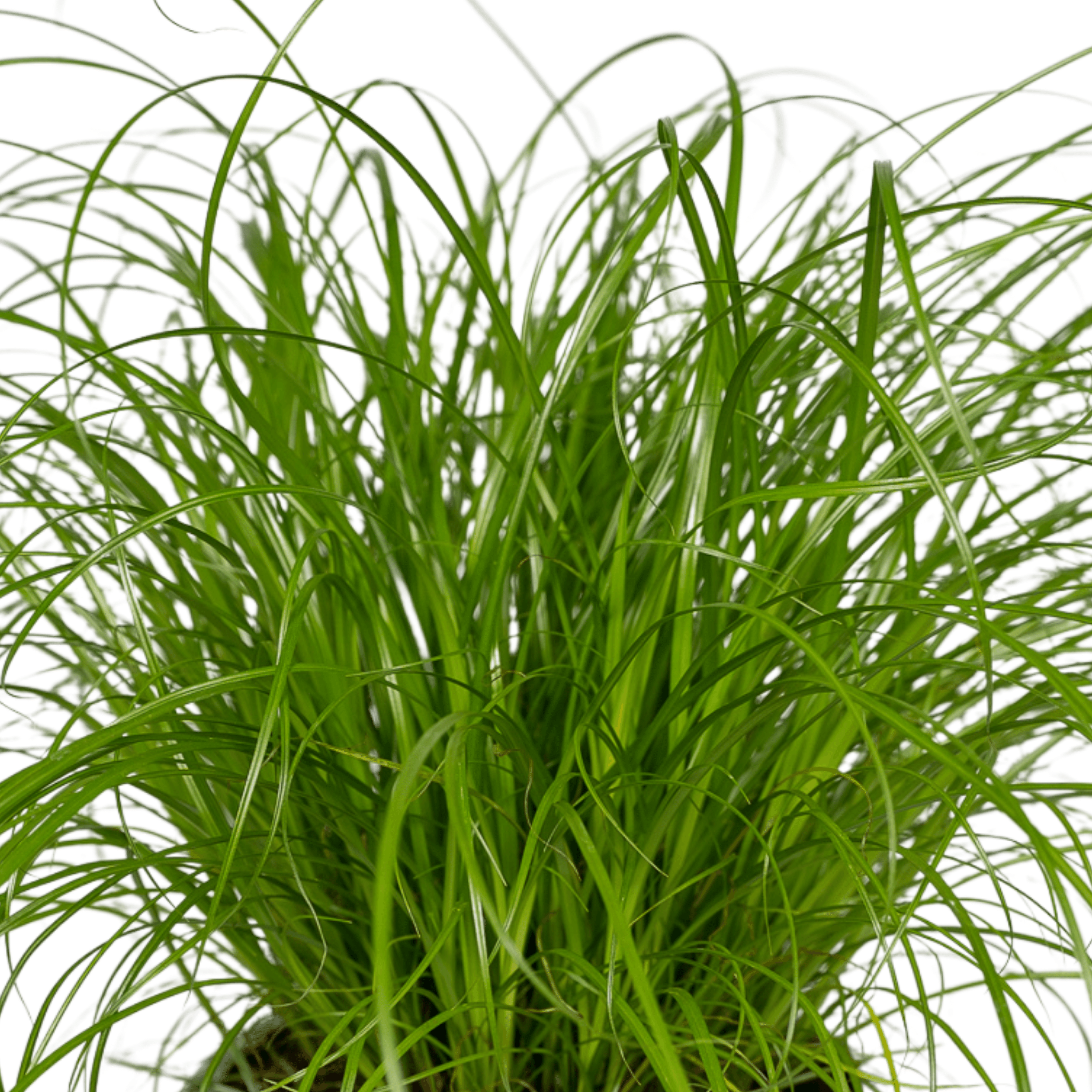 Cyperus Alternifolius Katzengras Zimmerpflanze