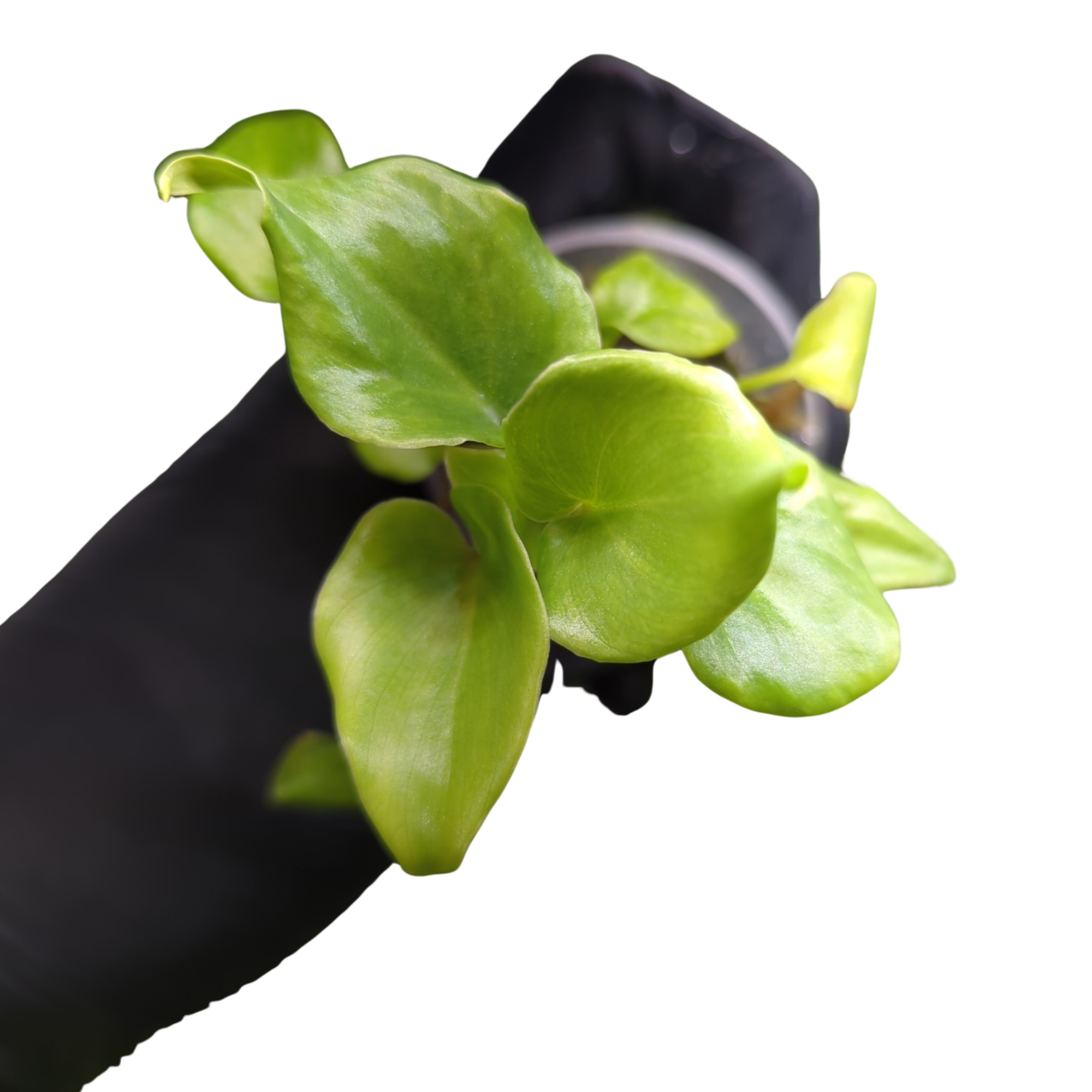 Baby Philodendron selloum Xanadu + selbstbewässernder Übertopf