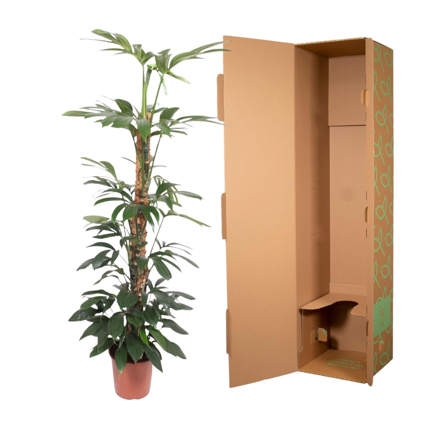 Philodendron Dragon Tail Zimmerpflanze