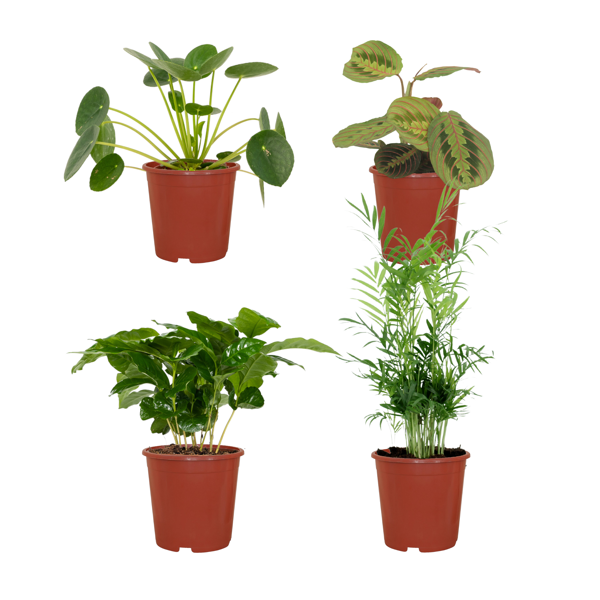 Tierfreundliche Pflanzen Box 4 Stück – Ø12cm – ↕20-40cm