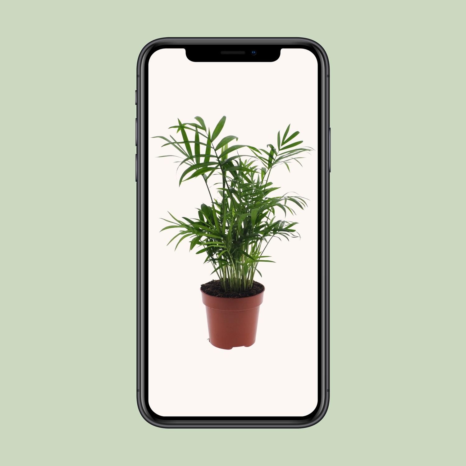 Mexikanische Bergpalme Chamaedorea Elegans