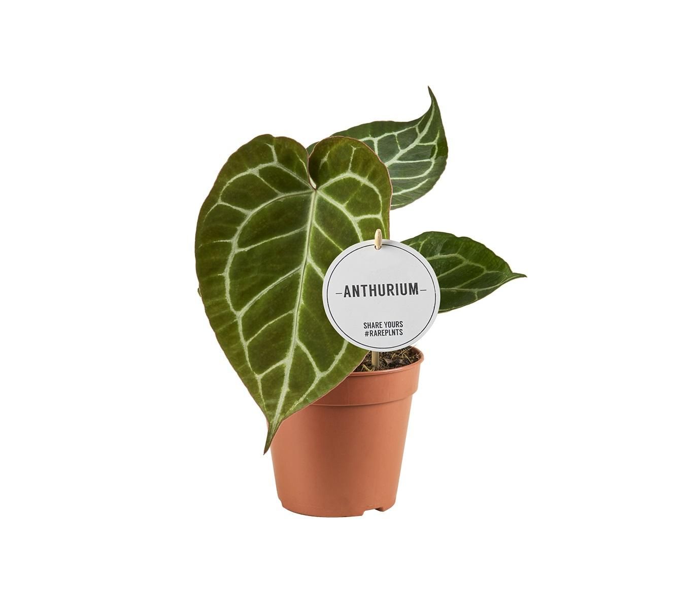 Anthurium Crystallinum – 12cm Topf | 20cm Höhe