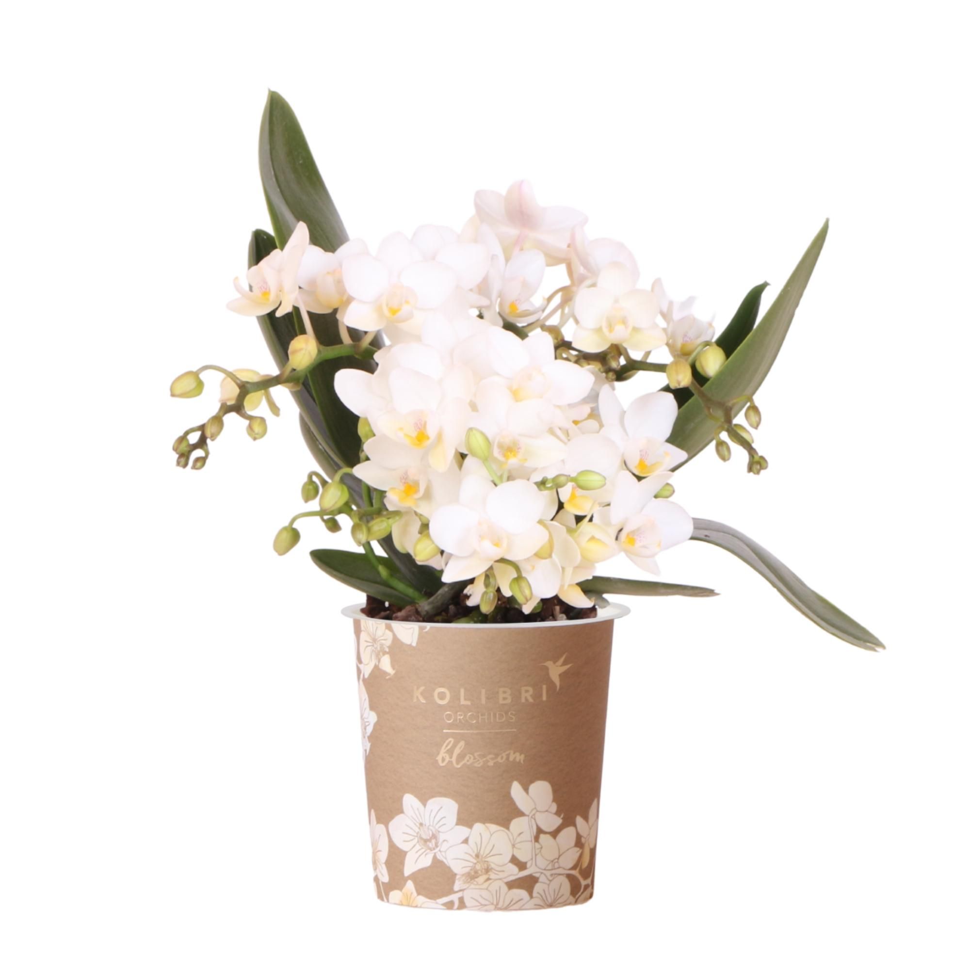 Nazaré Orchidee und Crassula Hobbit Sukkulenten-Set im orangefarbenen Fish-Übertopf