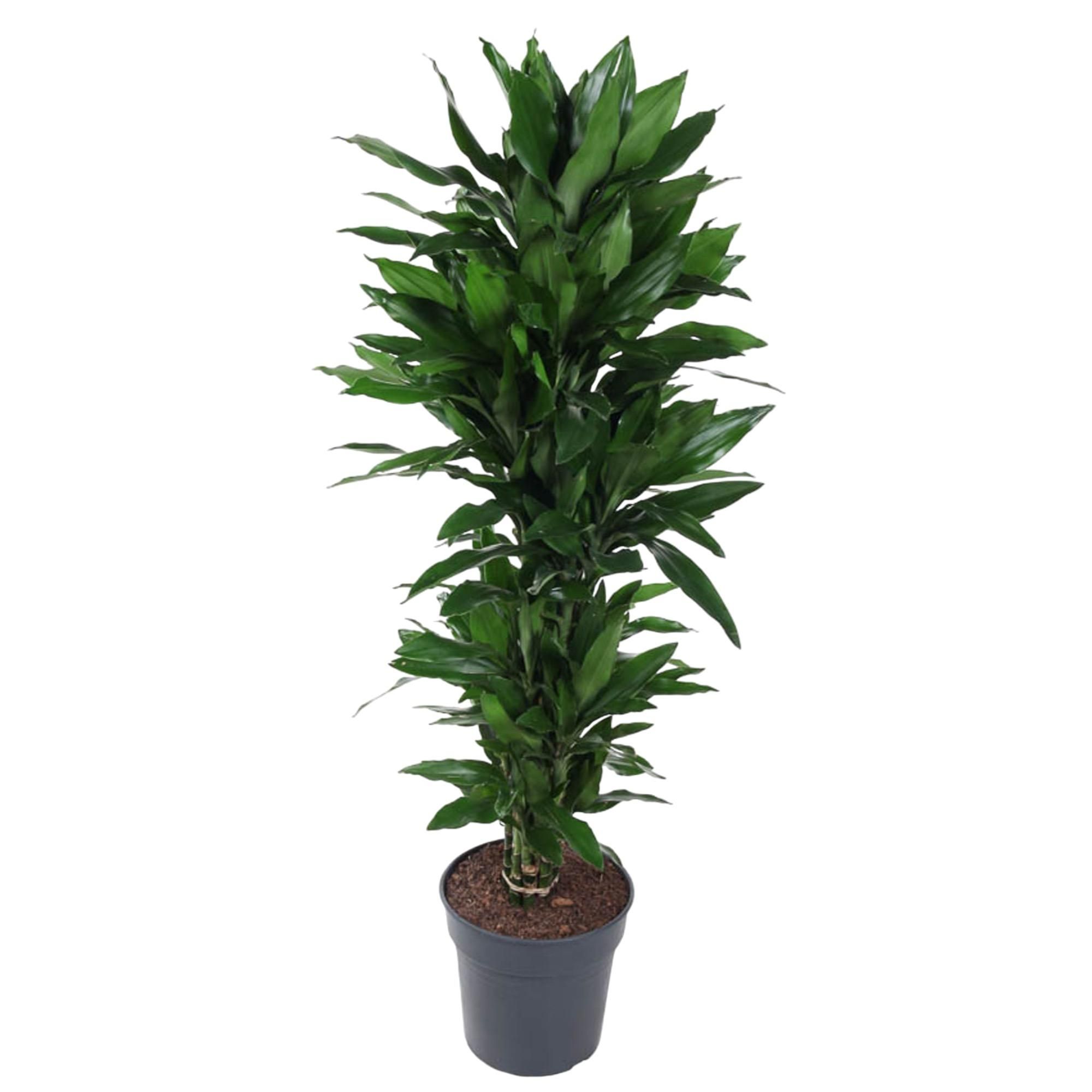 Dracaena Janet Lind – Eleganter Zimmerpflanzenklassiker