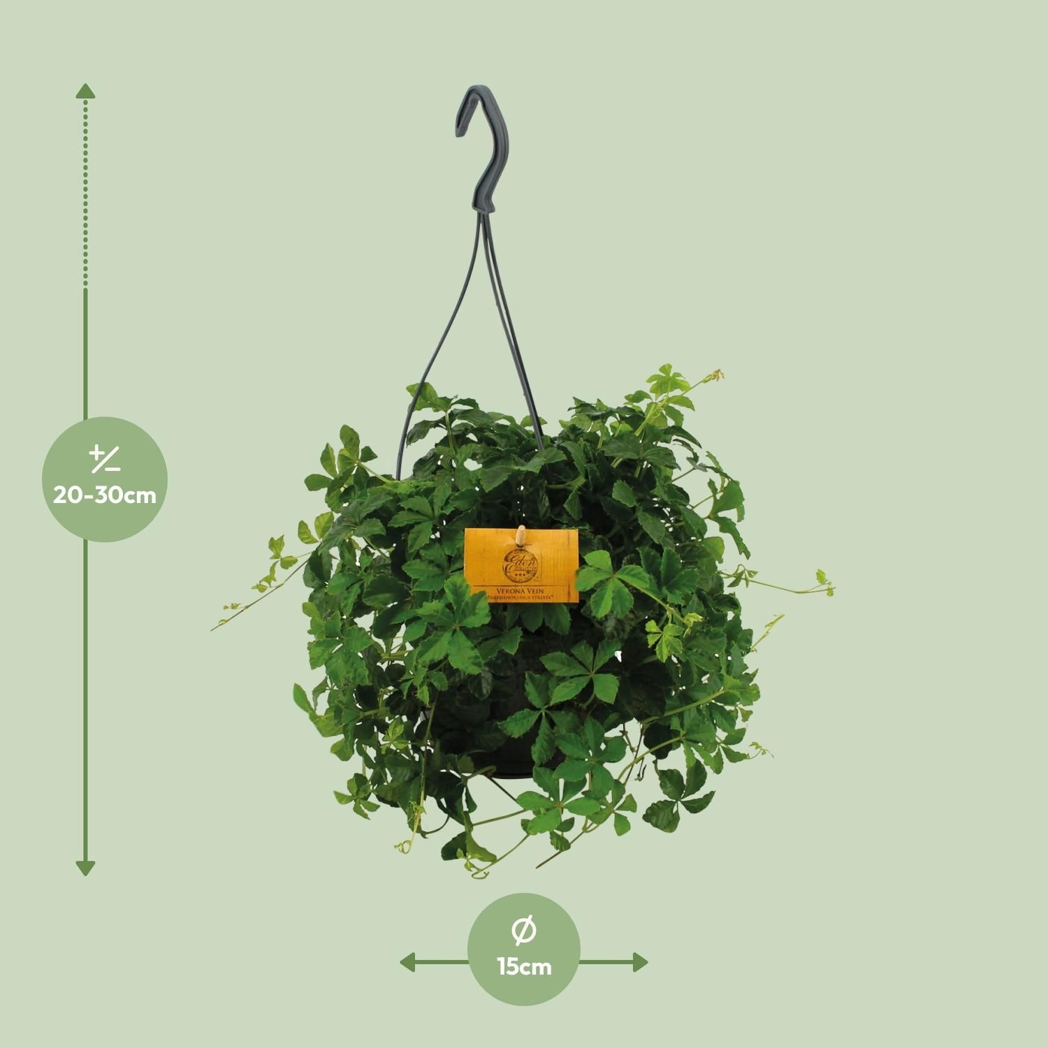 Parthenocissus Striata Efeu Kletterpflanze