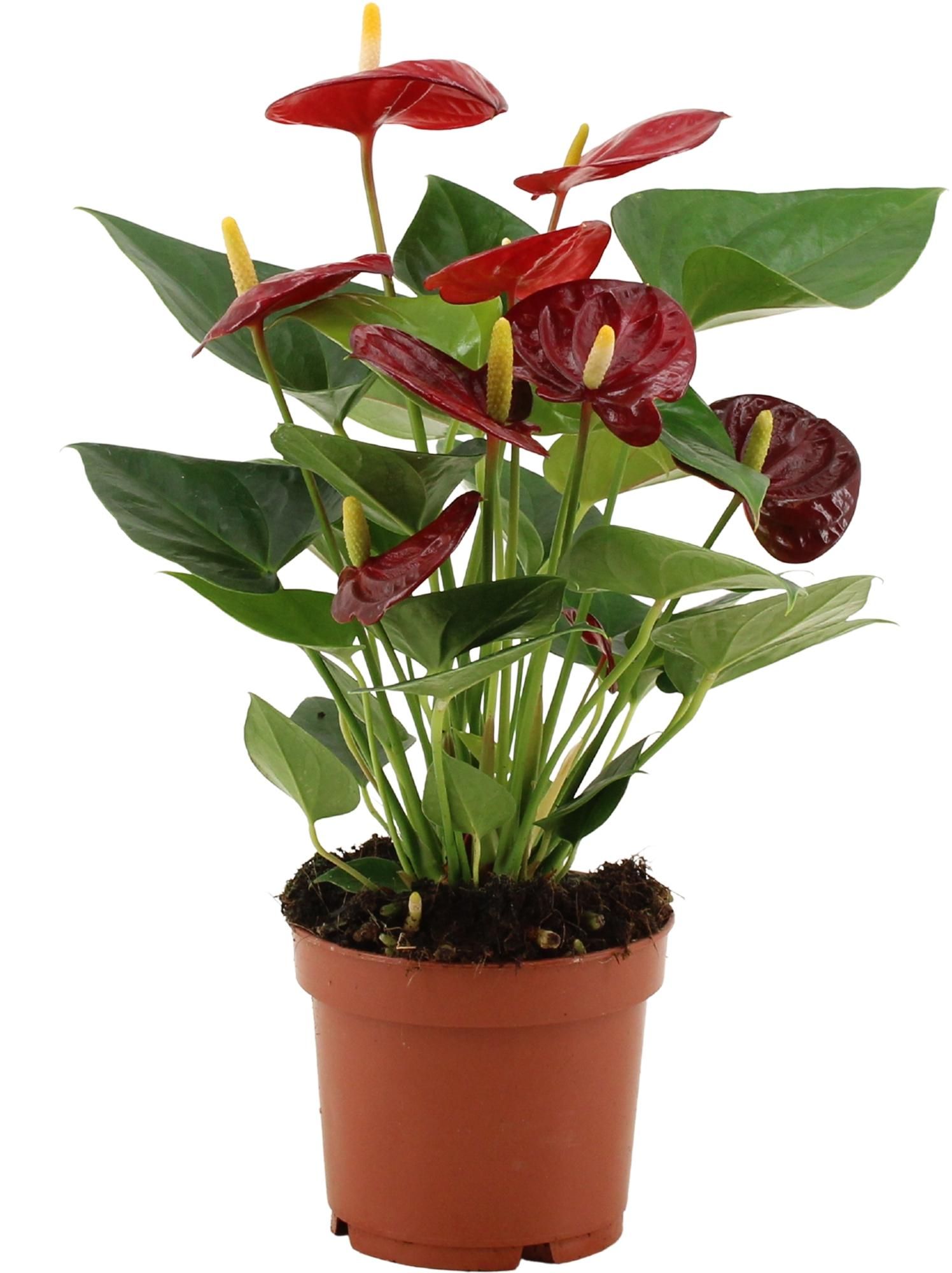 Anthurium Calon Zimmerpflanze