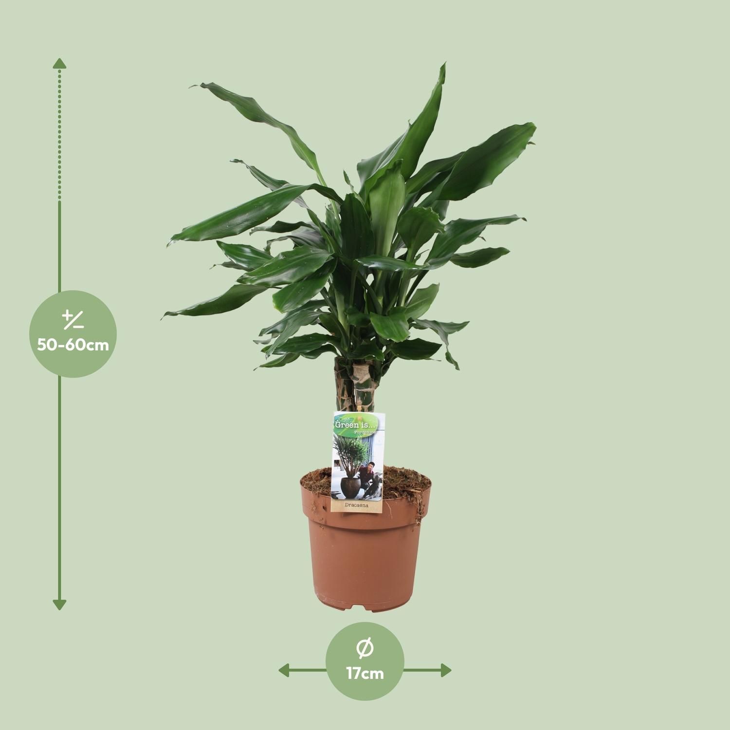 Dracaena Fagrans Steudneri Grünpflanze