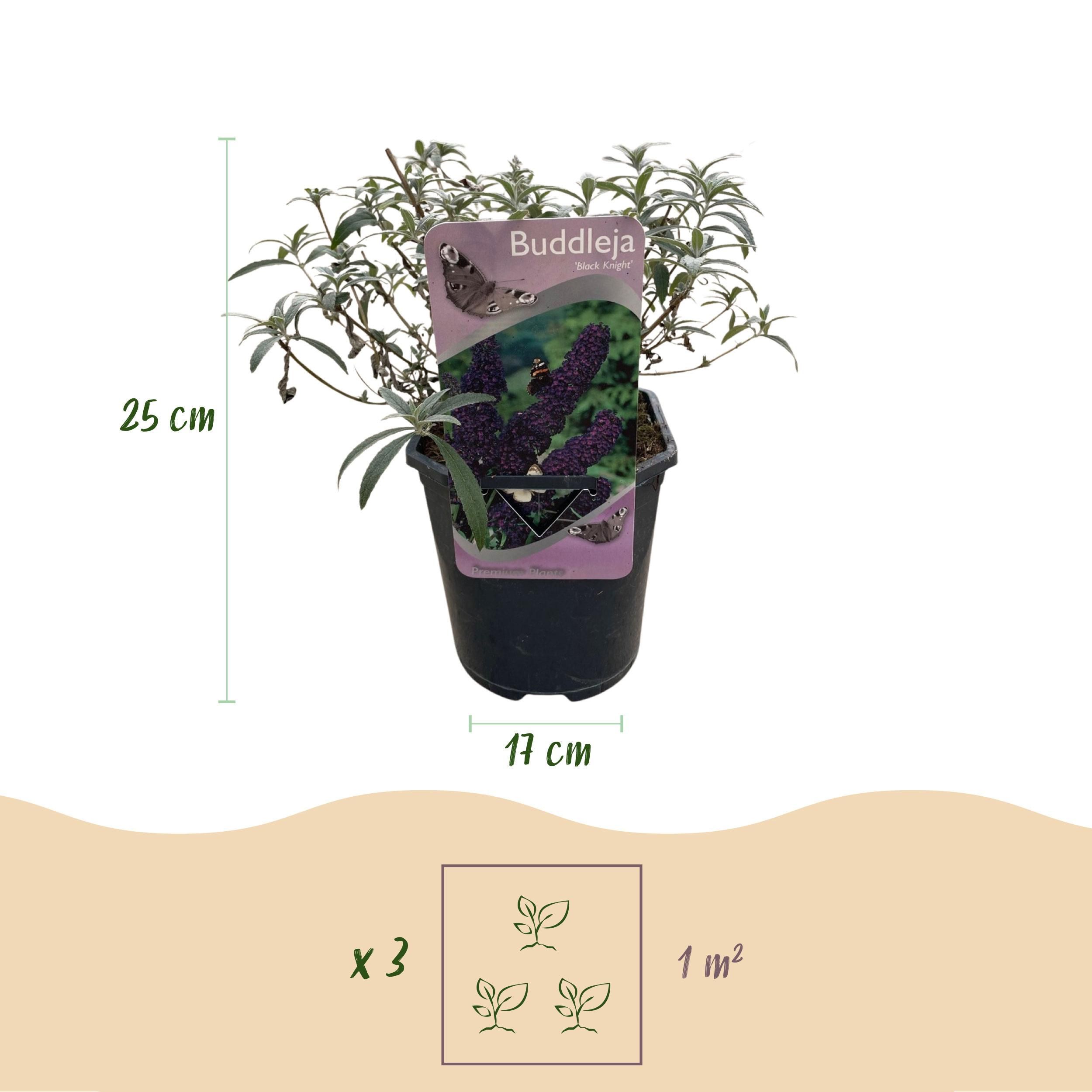 Schmetterlingsstrauch Buddleja – Lila Blüte – 1 Pflanze – Schmetterlingsanziehend