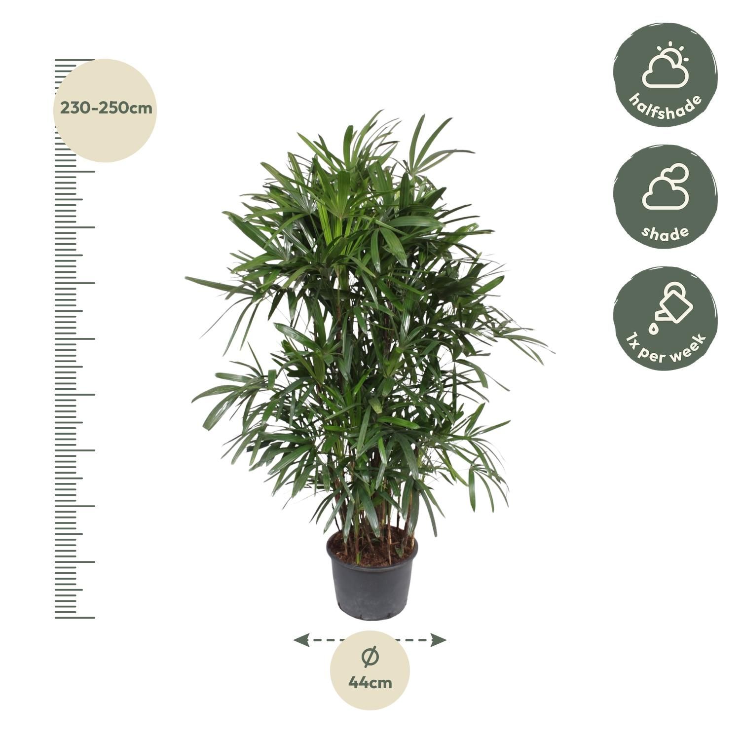 Damenpalme Rhapis Excelsa elegante Zimmerpflanze