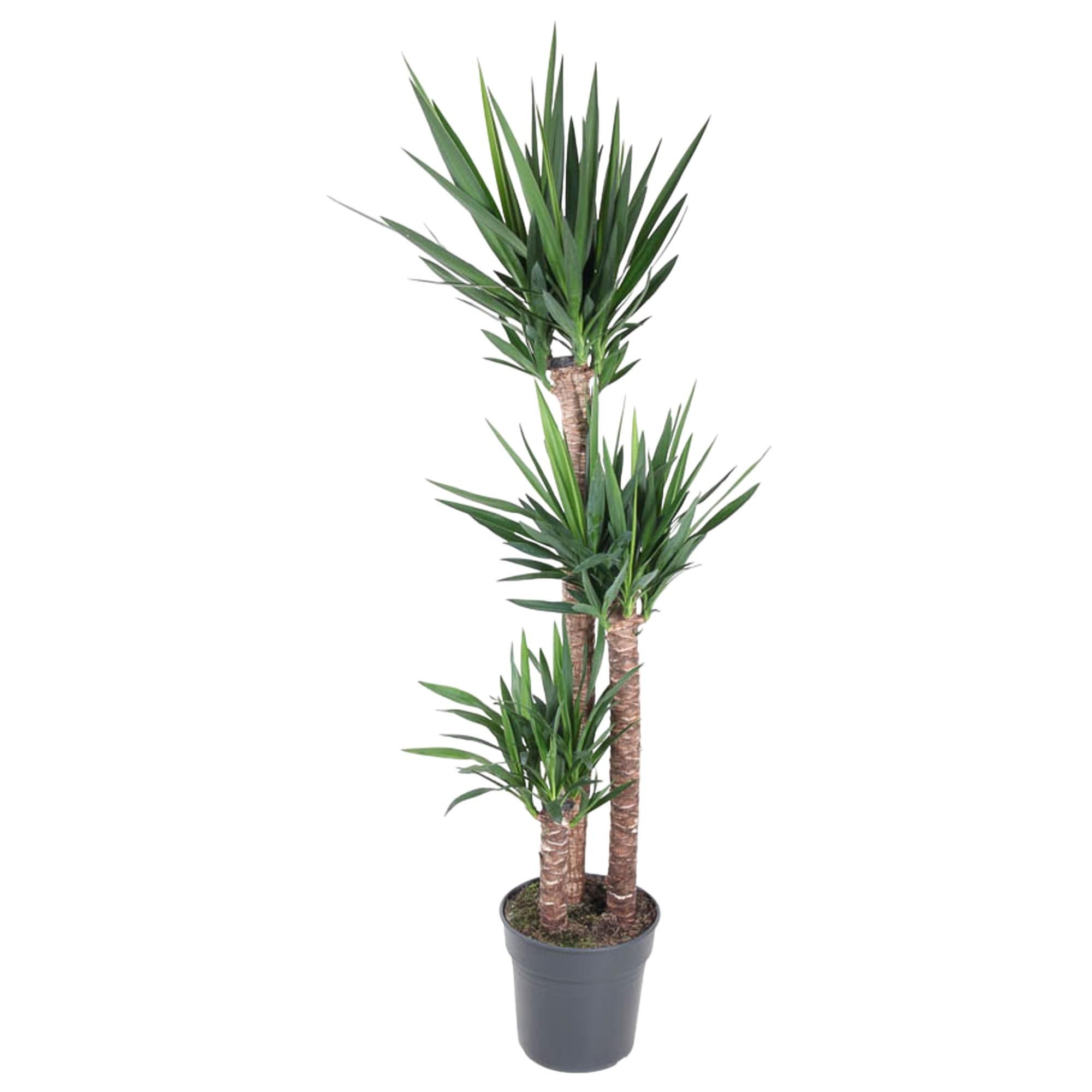 Yucca Elephantipe Elefantenpalme
