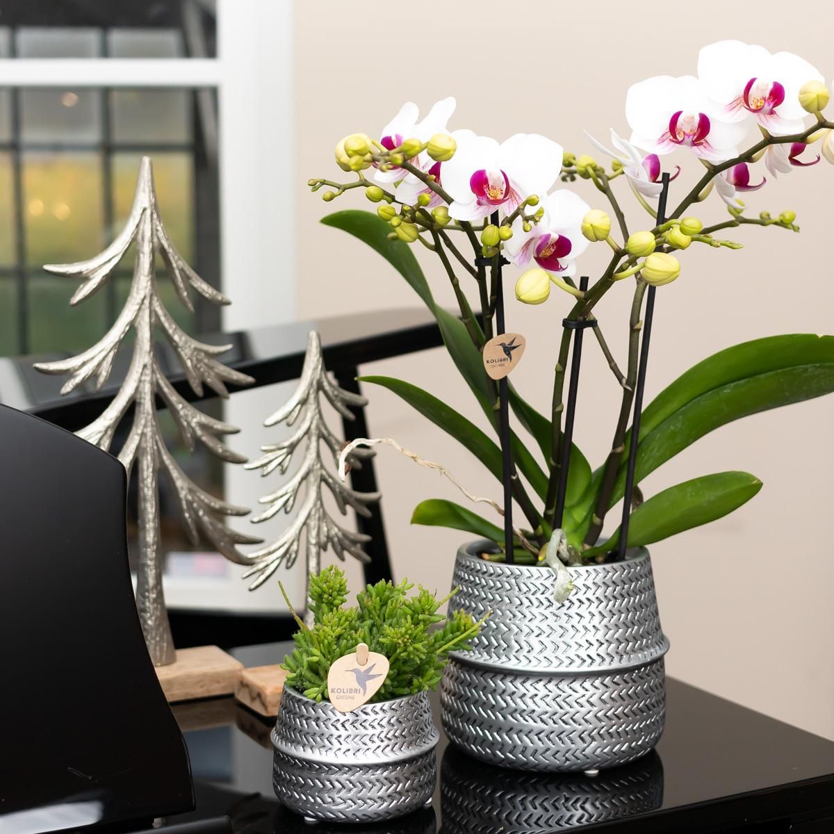 Phalaenopsis Orchidee in silbernem Groove-Dekotopf