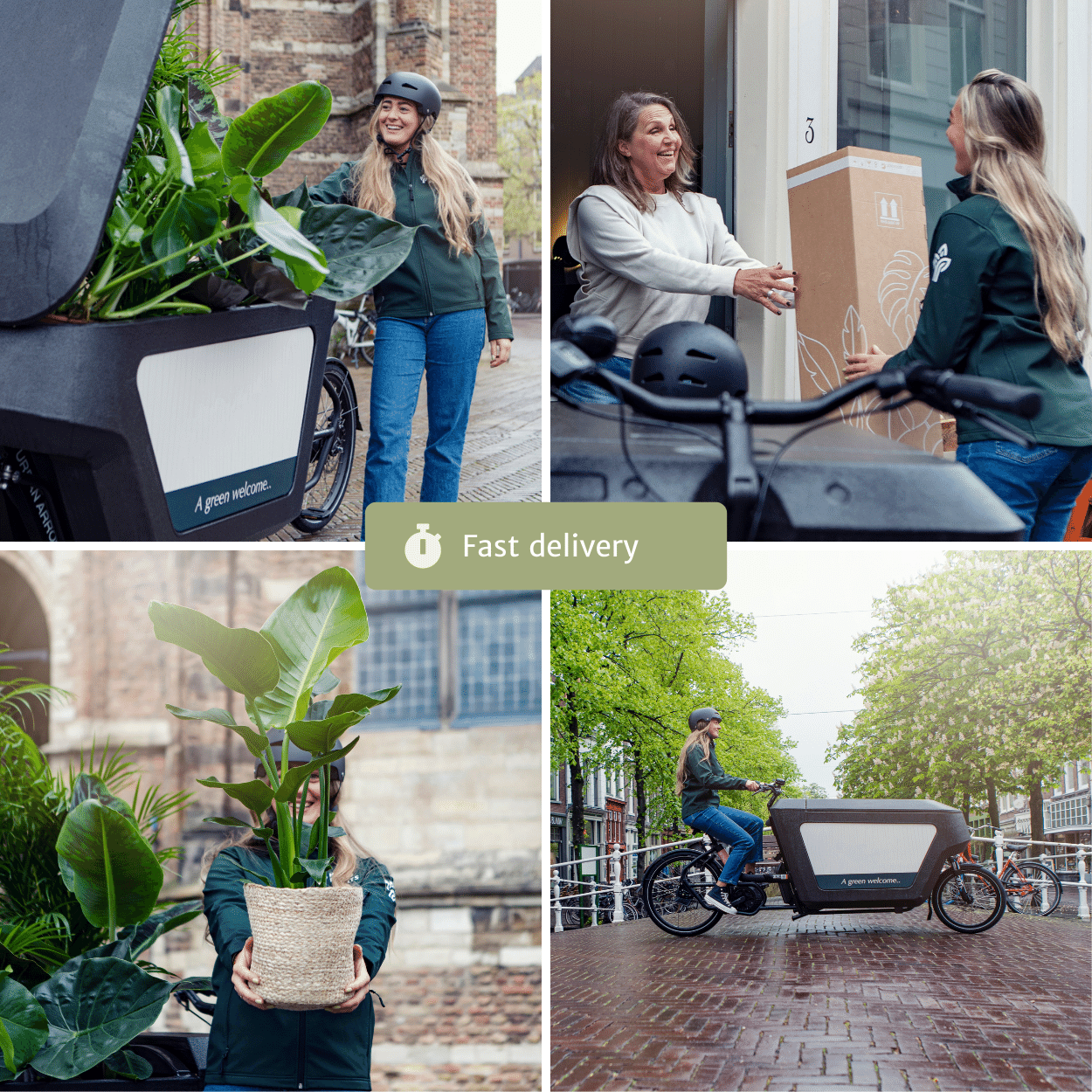 Epipremnum Aureum – Robust und Vielseitig