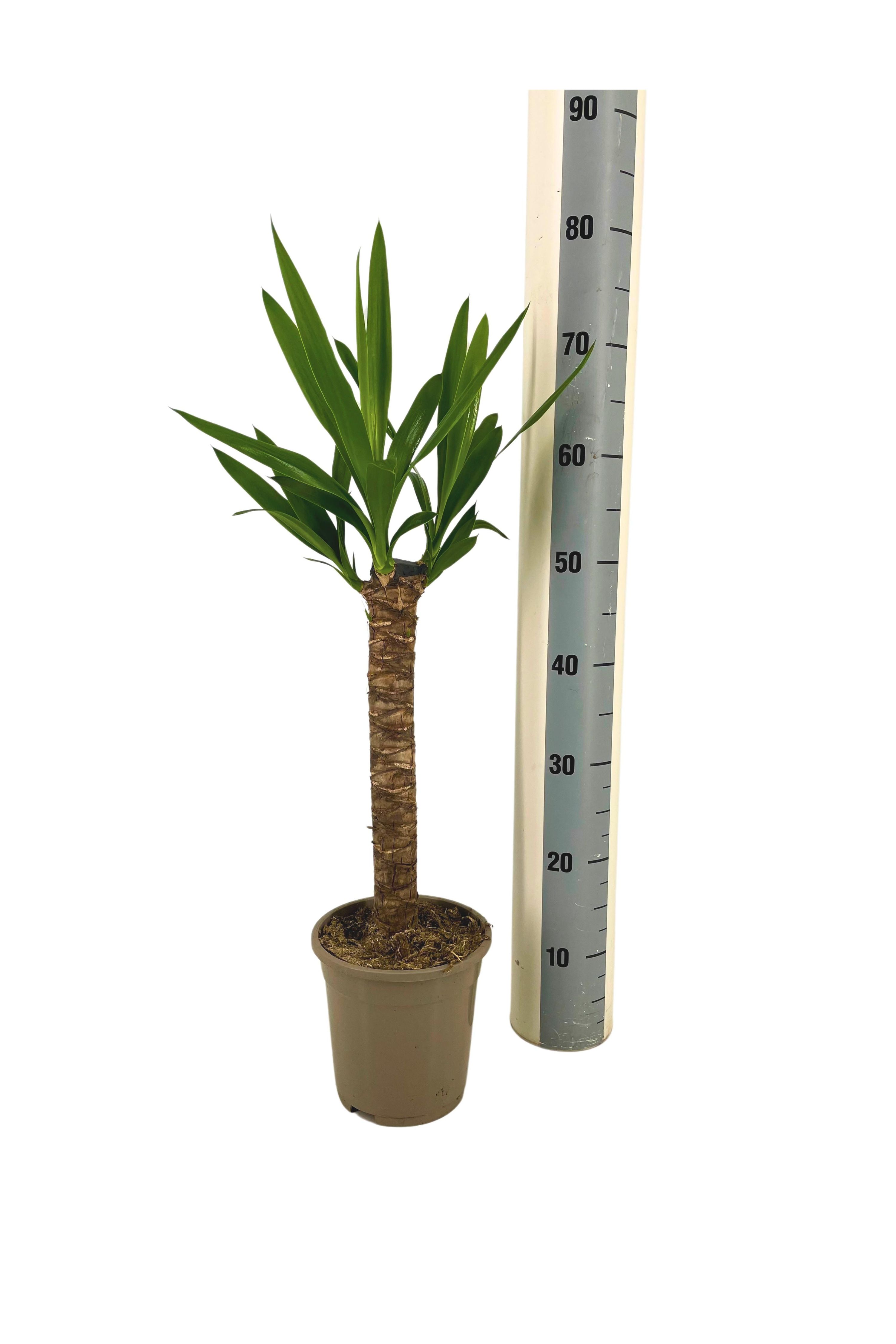 Yucca Elephantipes | ca. 60–80 cm | Ø17cm Topf