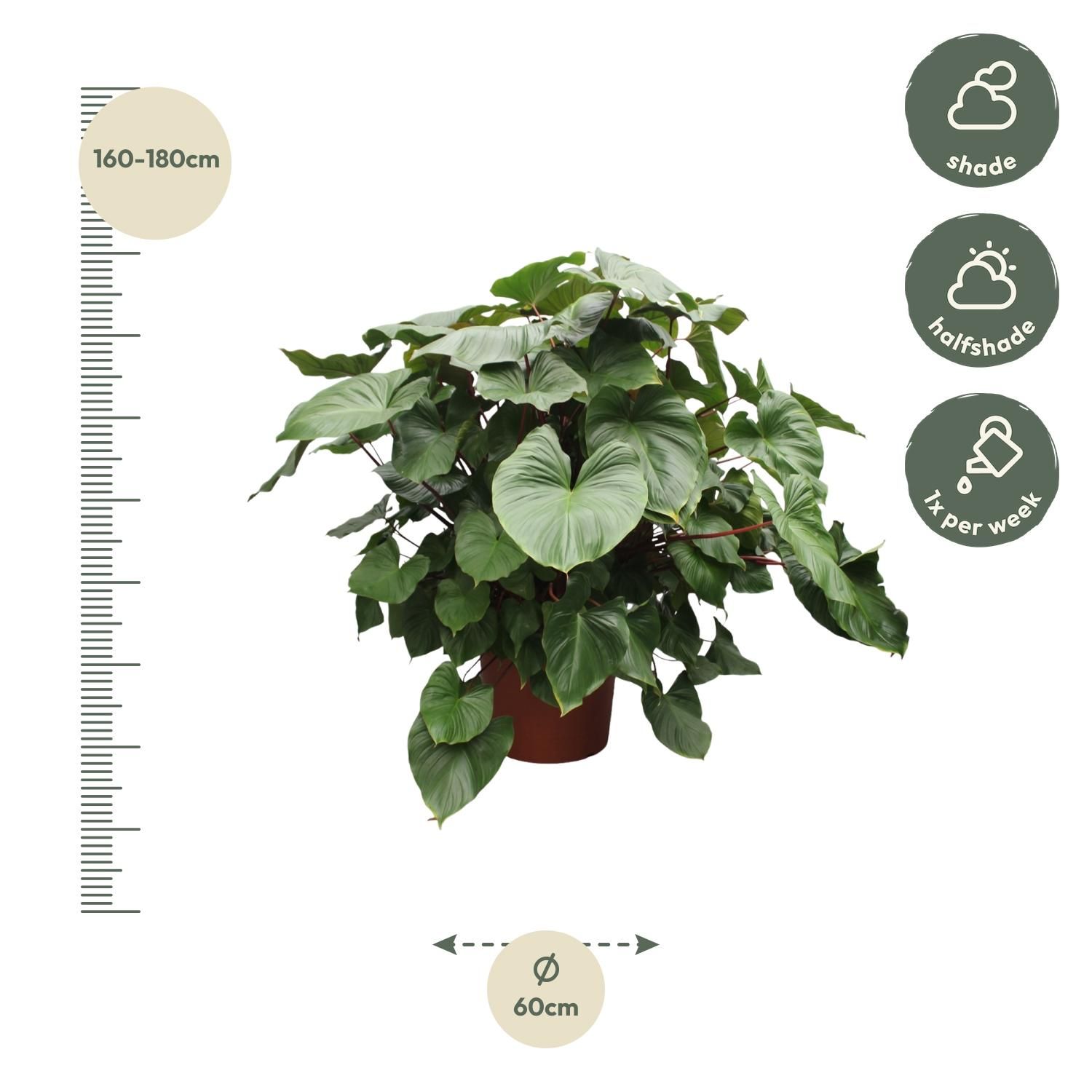 Homalomena Rubescens Maggy Zimmerpflanze