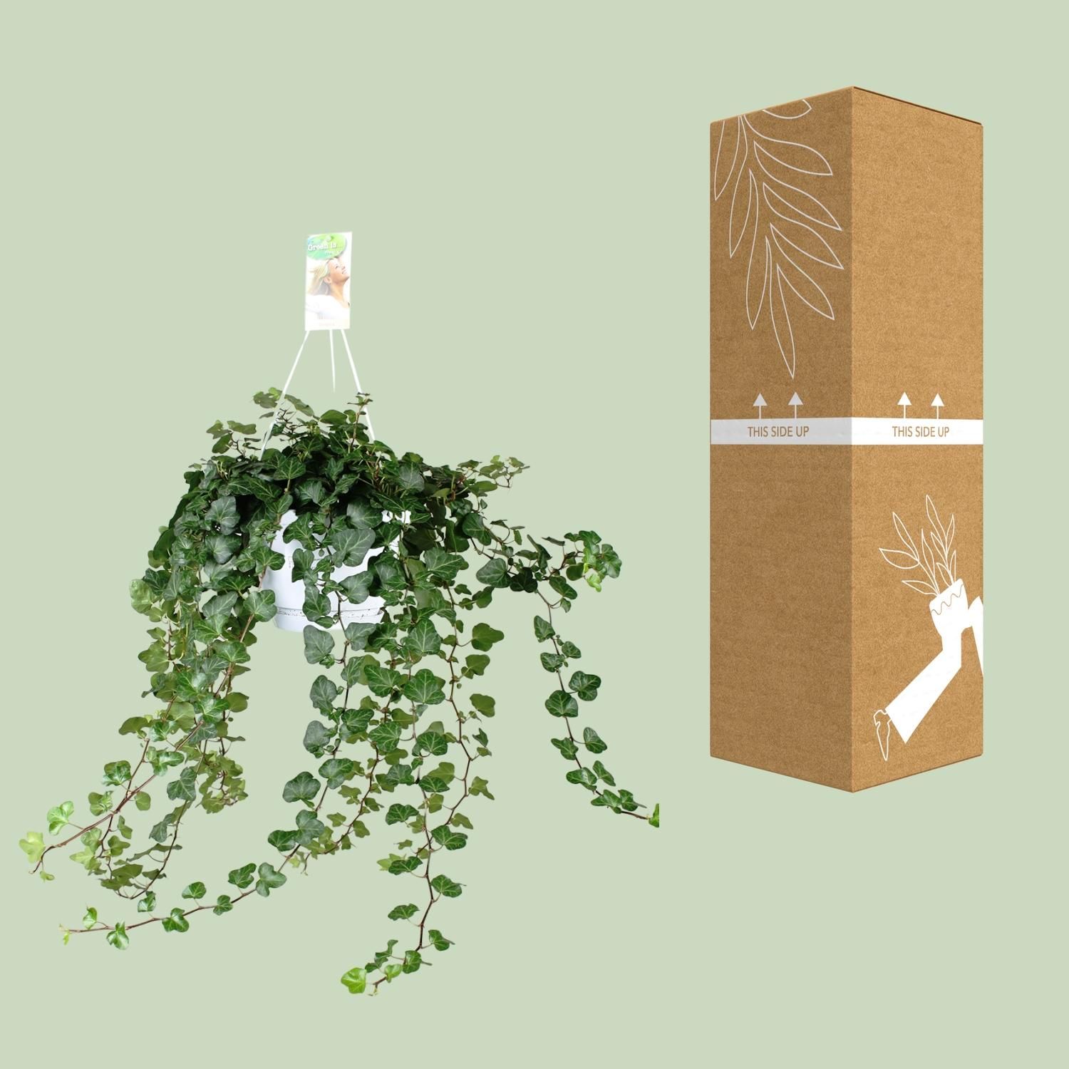 Hedera Wonder Green Kletterpflanze
