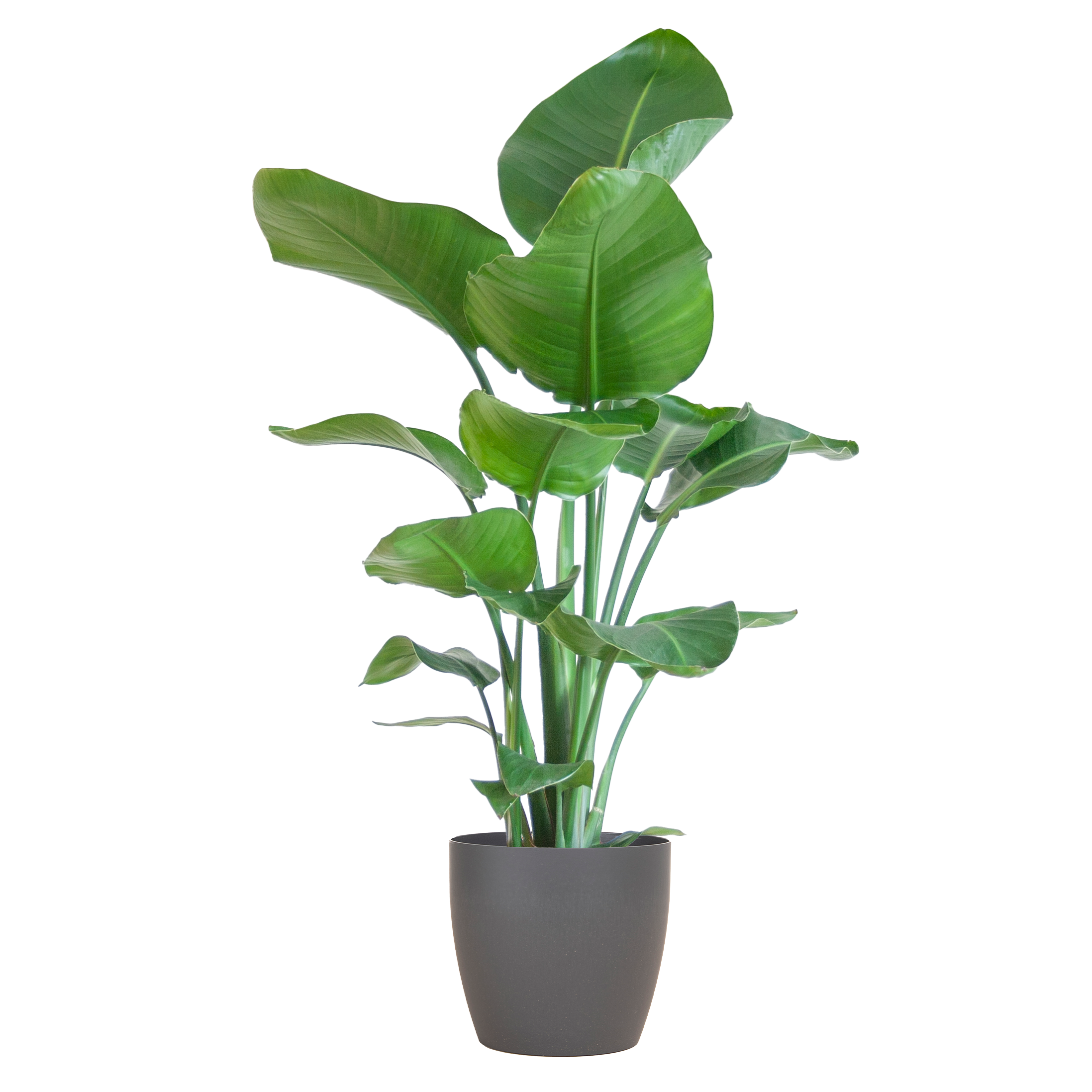 Strelitzia Nicolai |  80cm |  Viber-Topf Grau |  Ø21