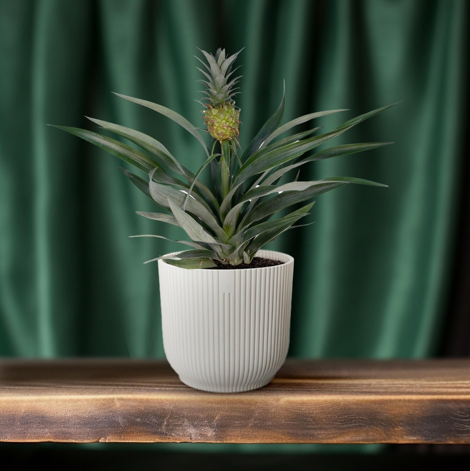 Tropische Bromelia Ananas Zimmerpflanze