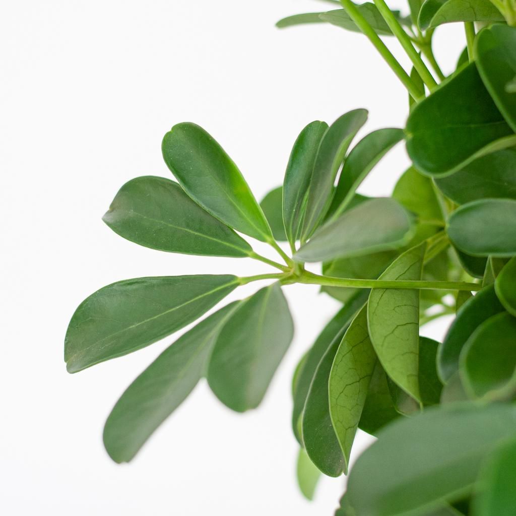 Schefflera Nora Zimmerpflanze mit weißem Jute-Pflanzkorb