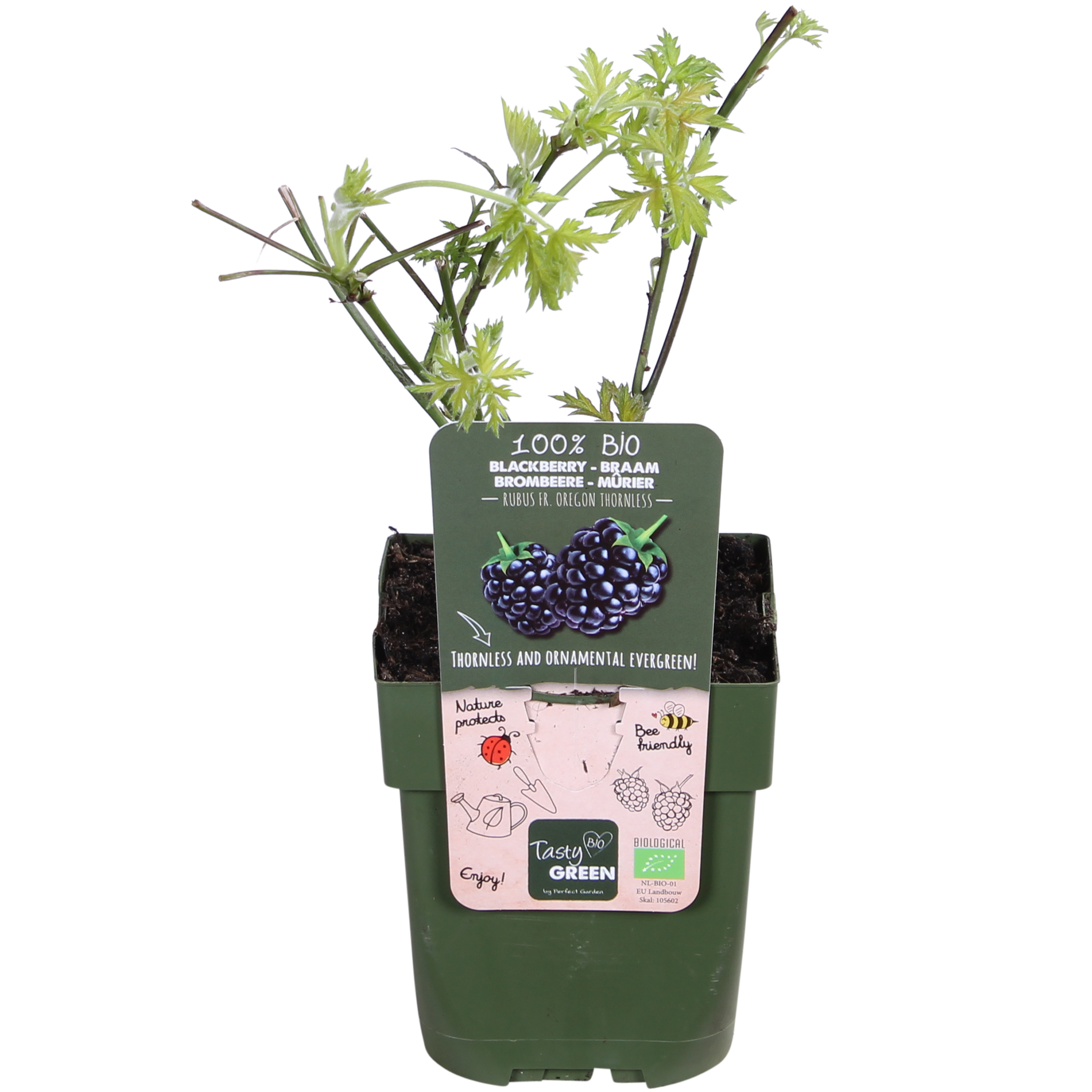 Dornenlose Brombeere Rubus fruticosus für Garten und Terrasse