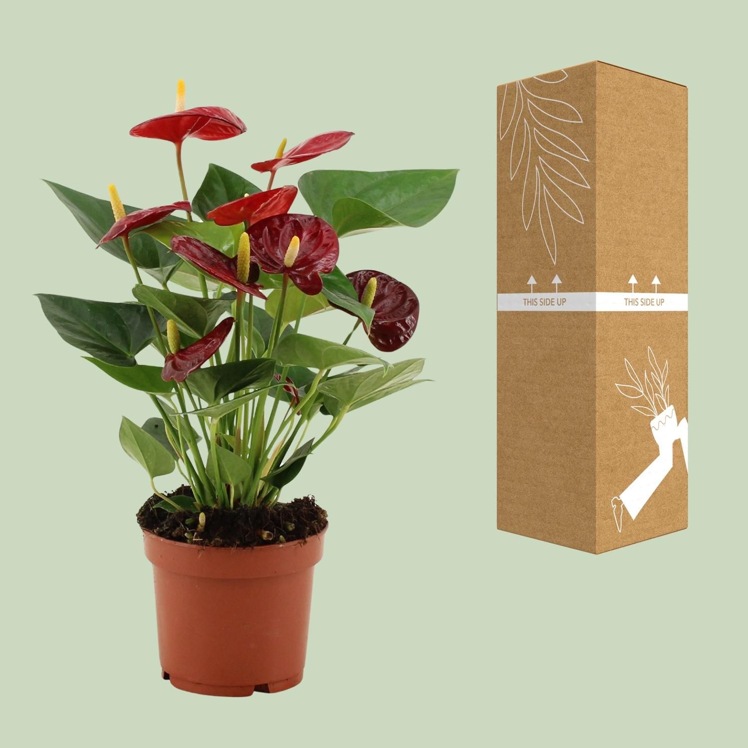 Anthurium Calon Zimmerpflanze
