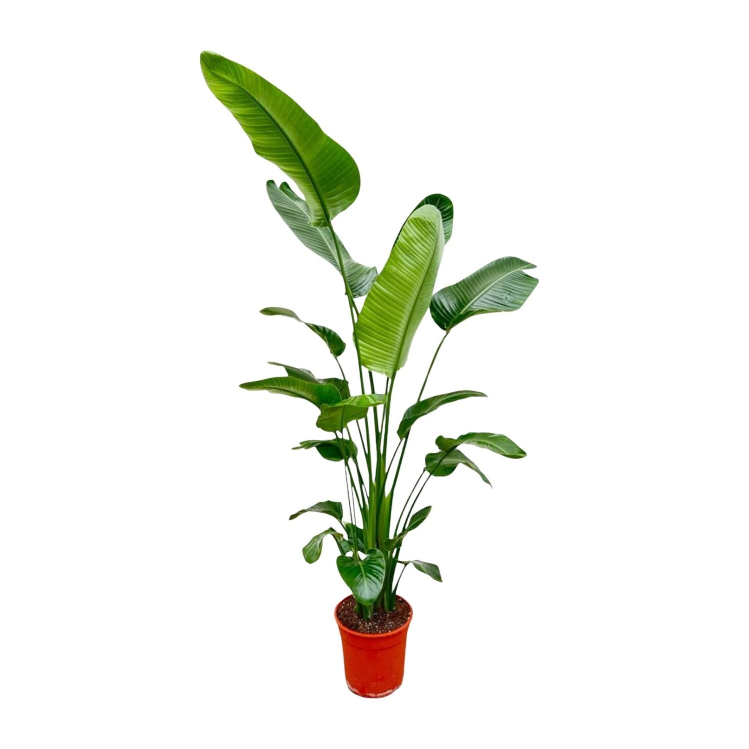 Strelitzia Nicolai - Weiße Paradiesvogelpflanze