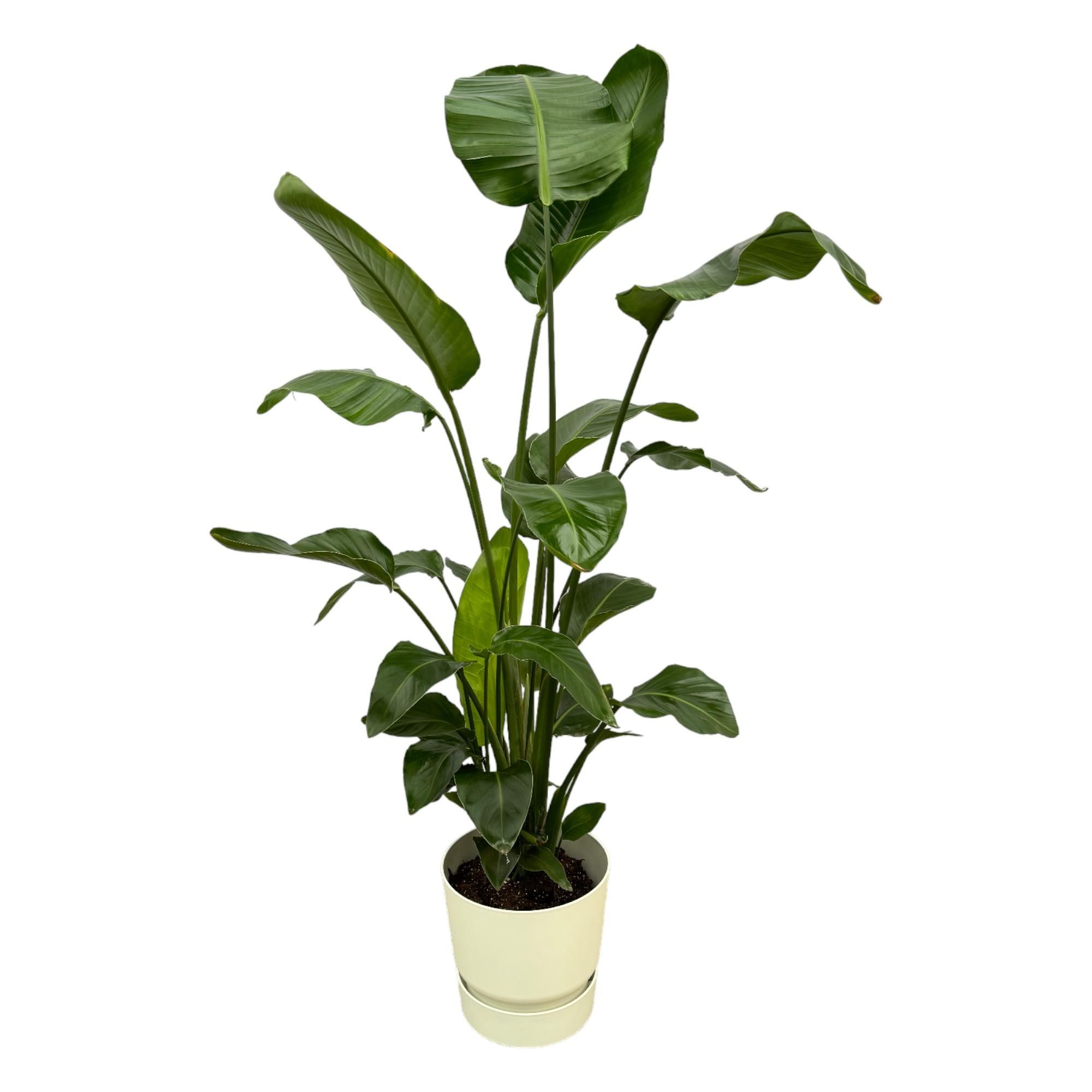 Strelitzia Nicolai Zimmerpflanze mit weißem Elho-Topf