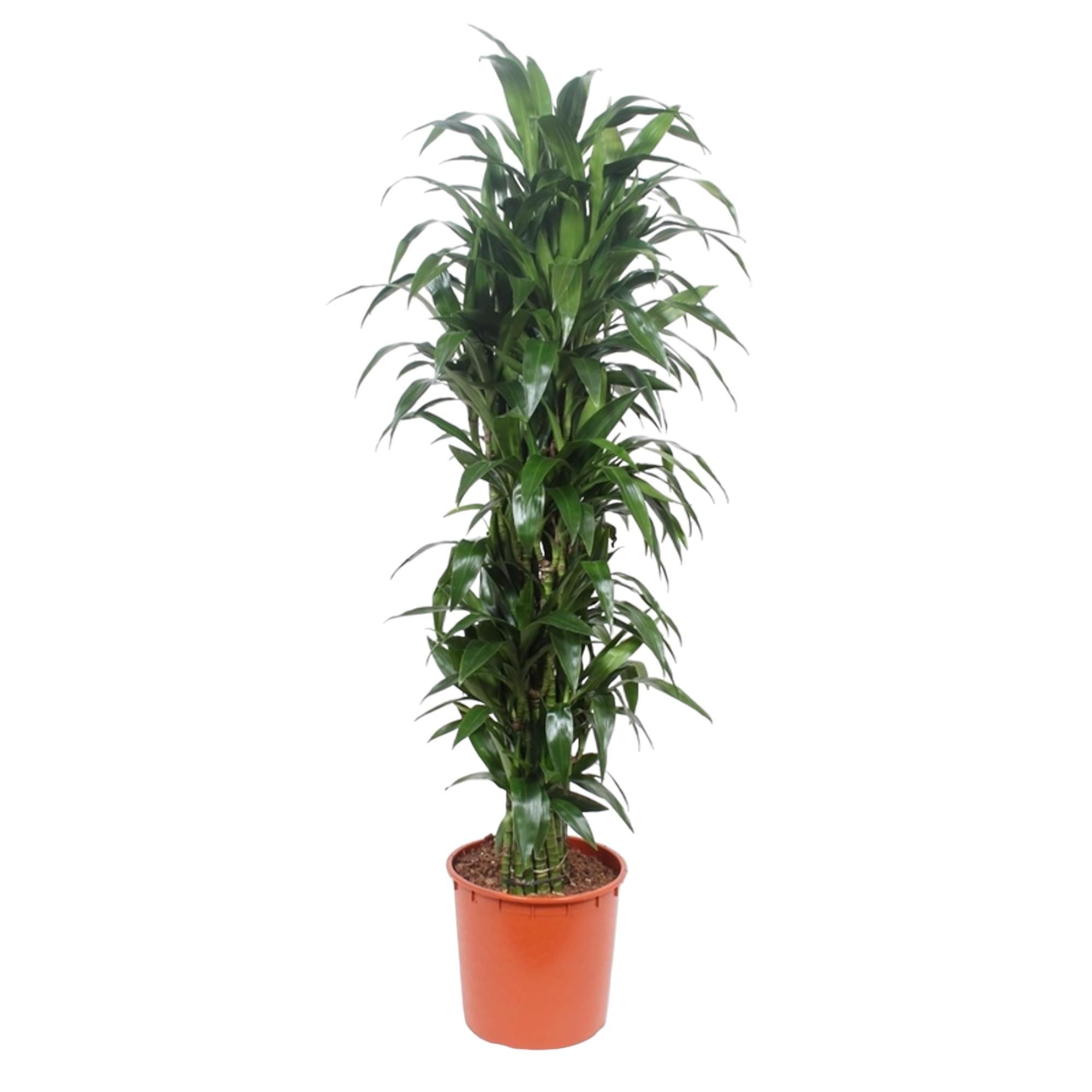 Dracaena Janet Craig - blickdichte grüne Zimmerpflanze