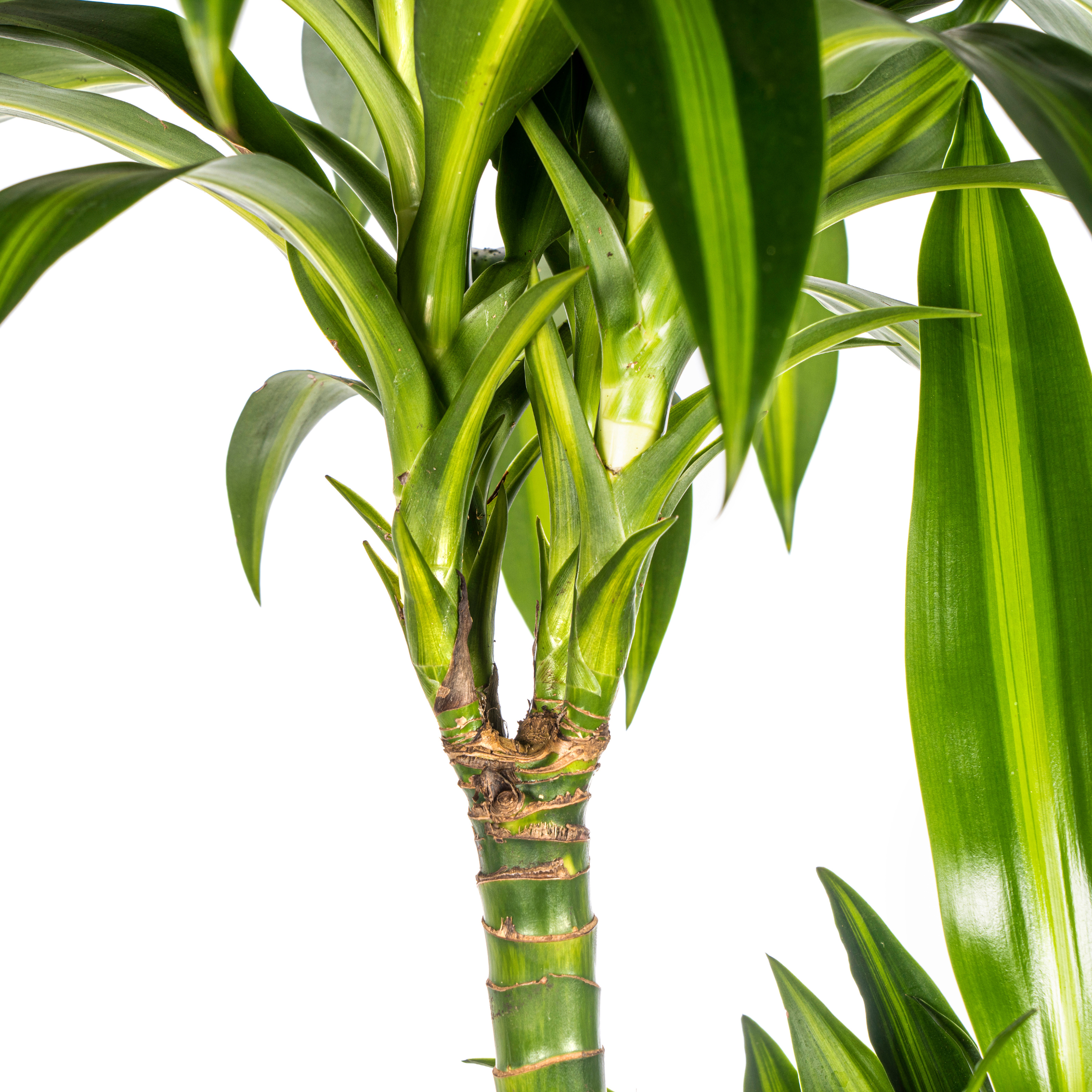 Drachenbaum Hawaiian Sunshine – Ø24cm – ↕130–150cm