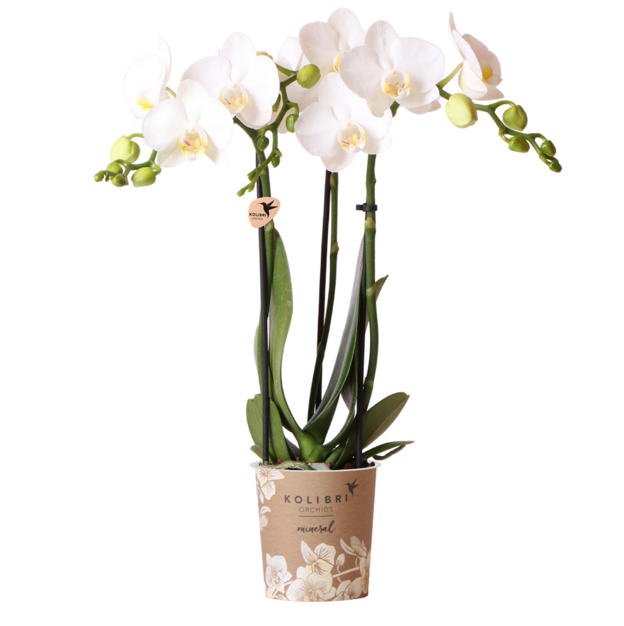 Weiße Phalaenopsis Orchidee Amabilis