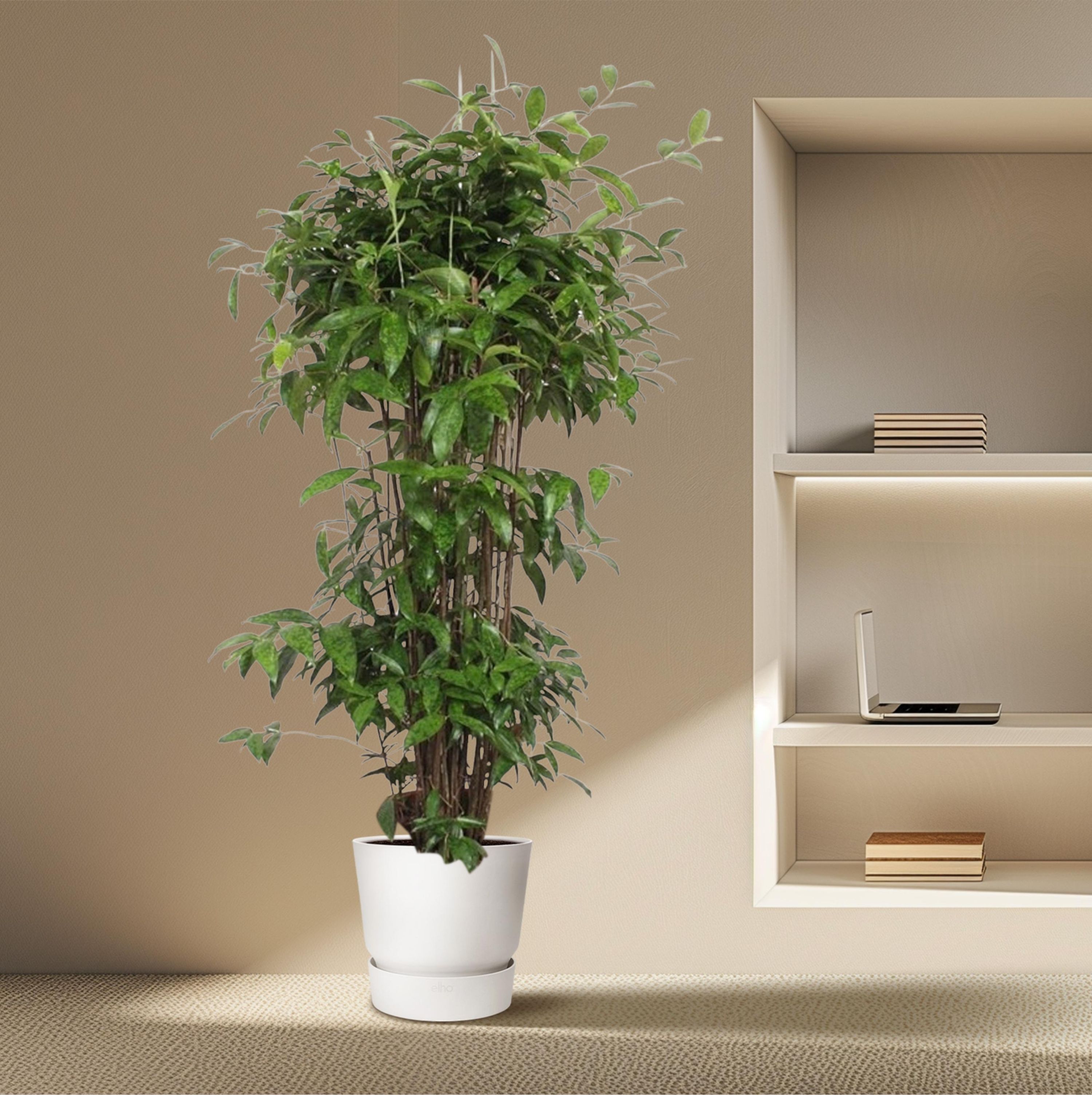 Dracaena Surculosa Zimmerpflanze