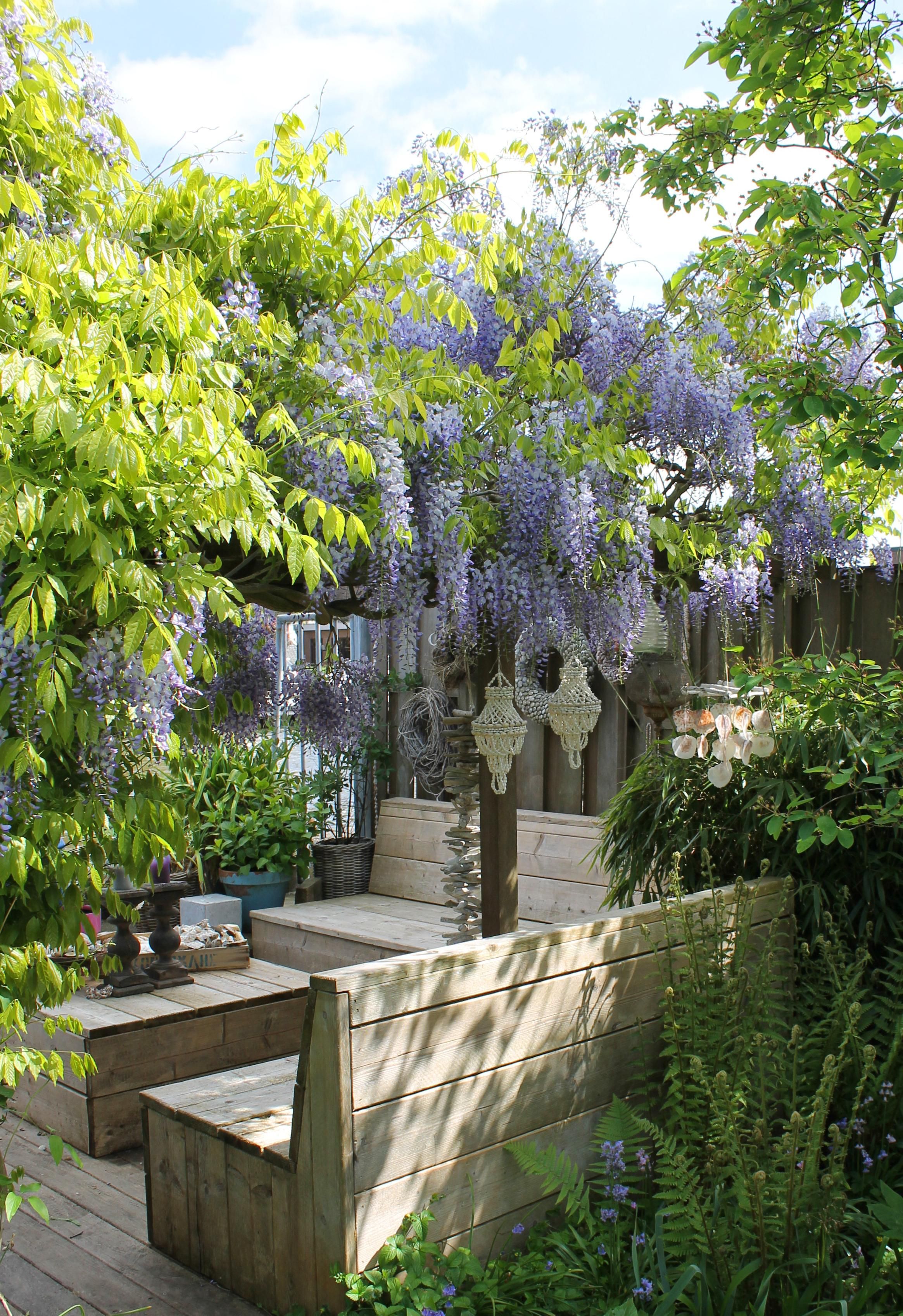 Blauregen Wisteria sinensis Caroline Kletterpflanze