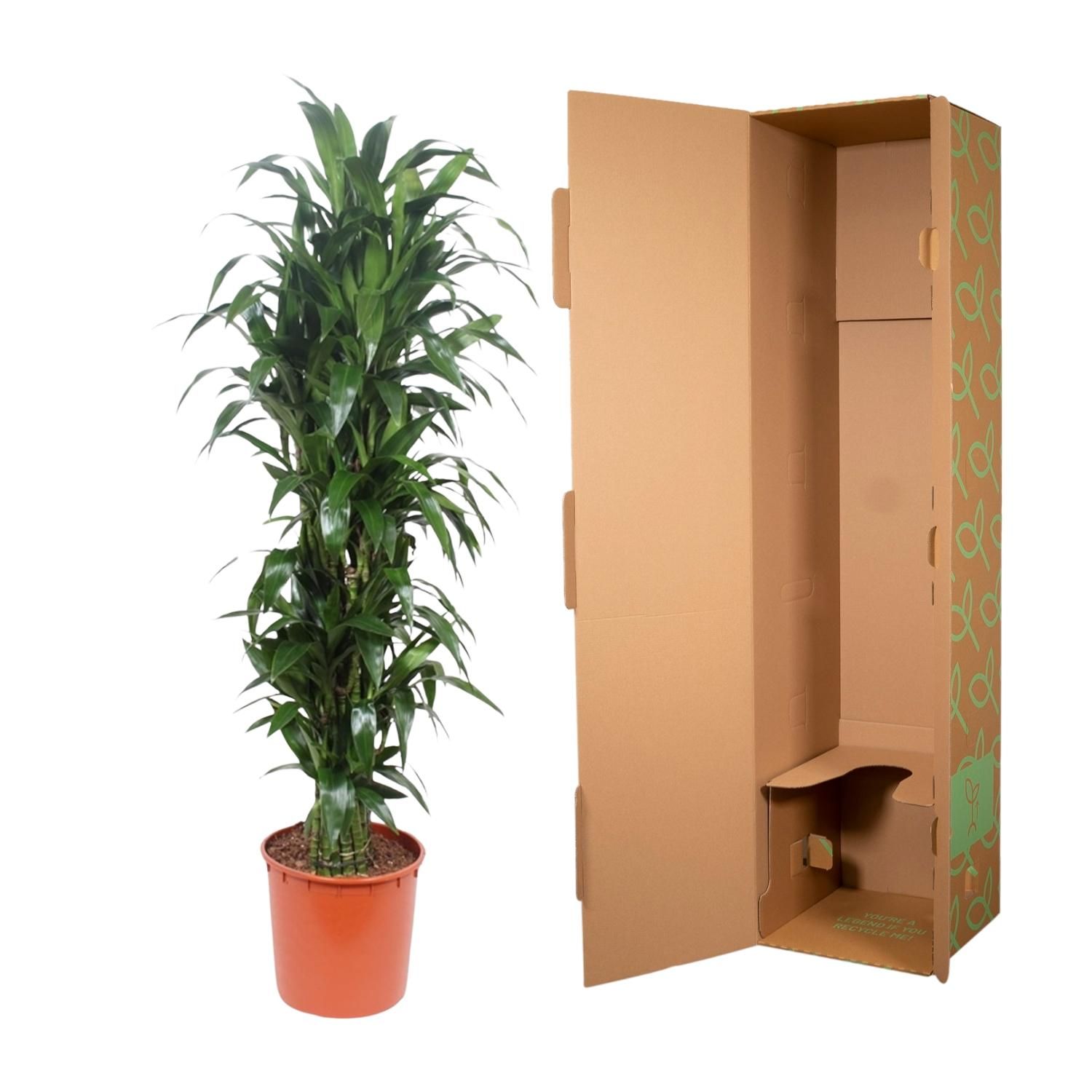 Dracaena Janet Craig - blickdichte grüne Zimmerpflanze