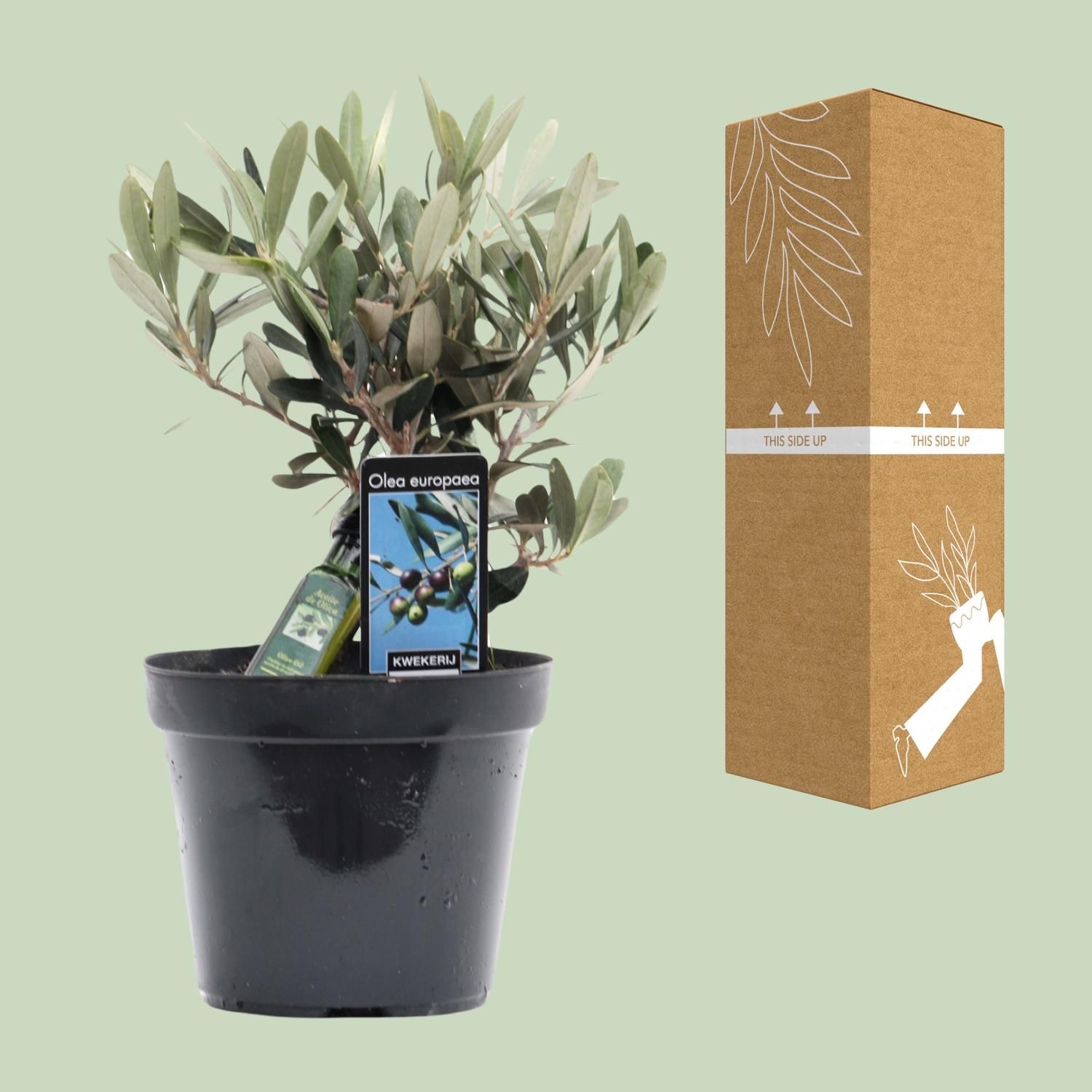 Olea Olive Mediterrane Zimmerpflanze