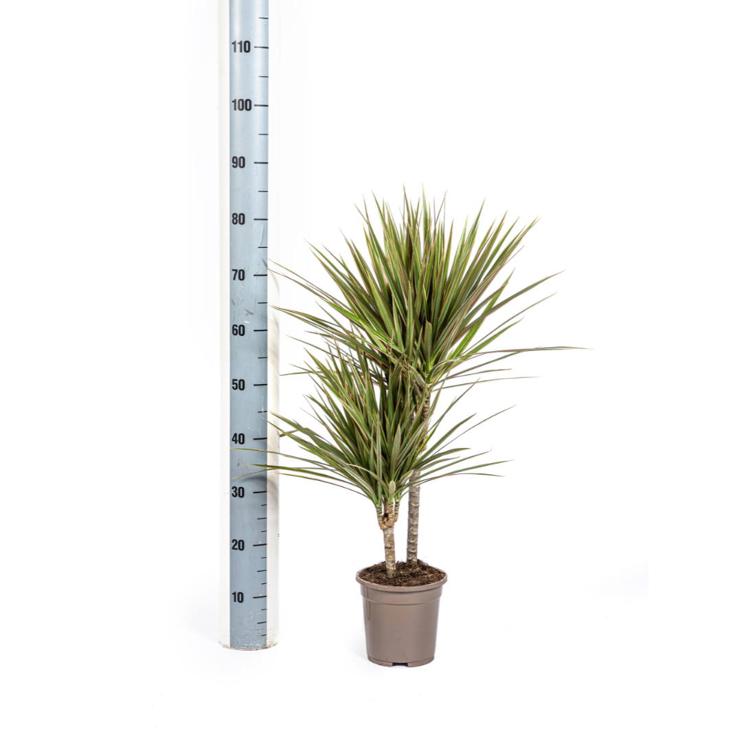 Dracaena Marginata Bicolor – Zimmerpflanze – pflegeleicht