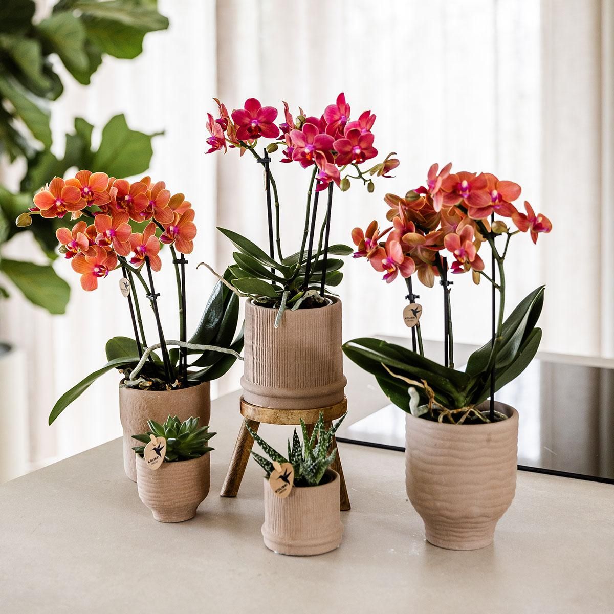 Phalaenopsis Orchidee Congo rote Blüten