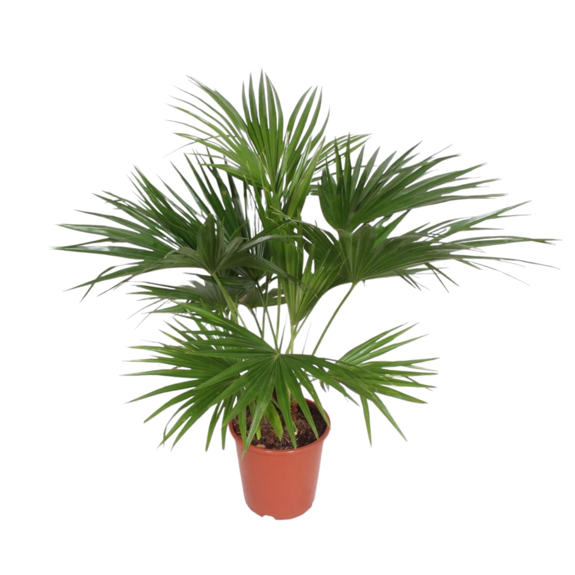 Livistona Chinensis Palmenpflanze