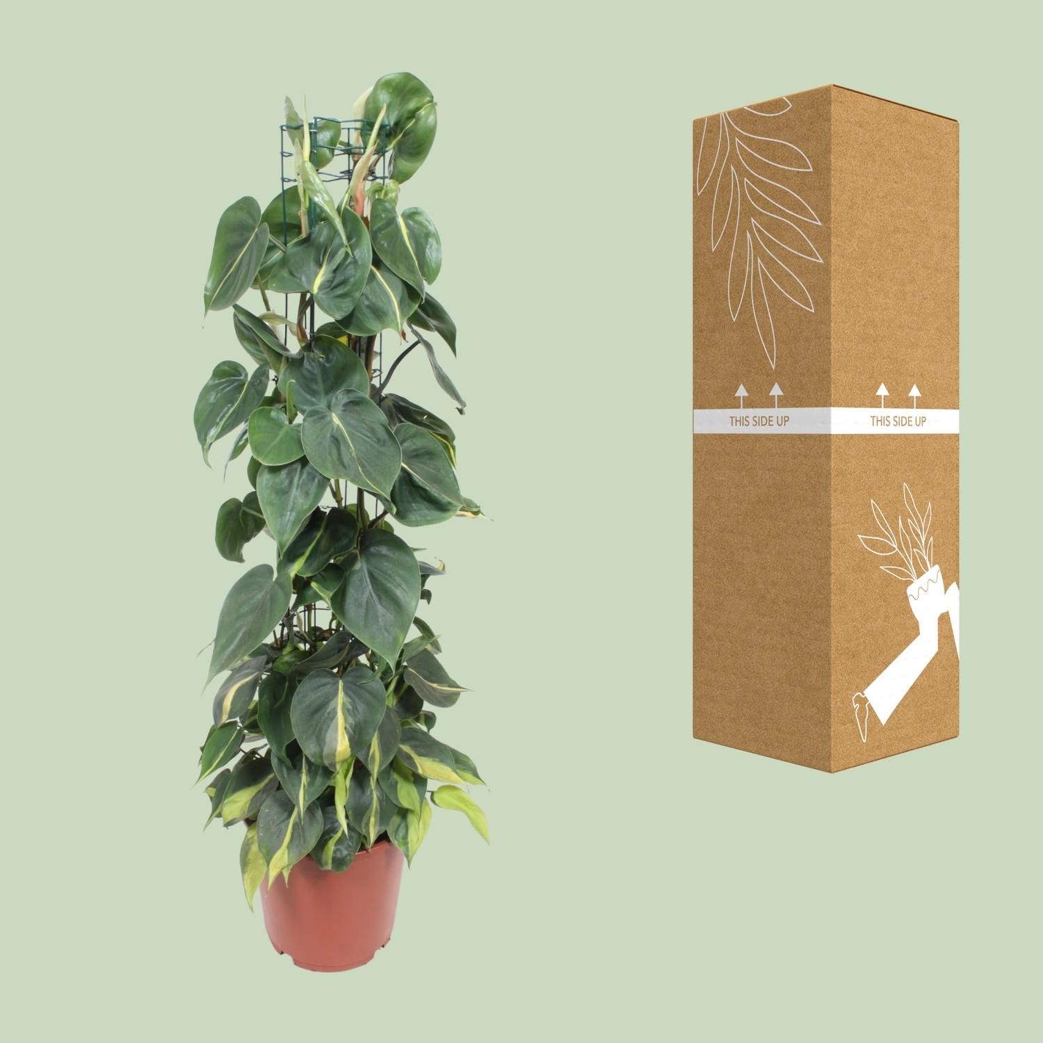 Philodendron Scandens Brasil Zimmerpflanze