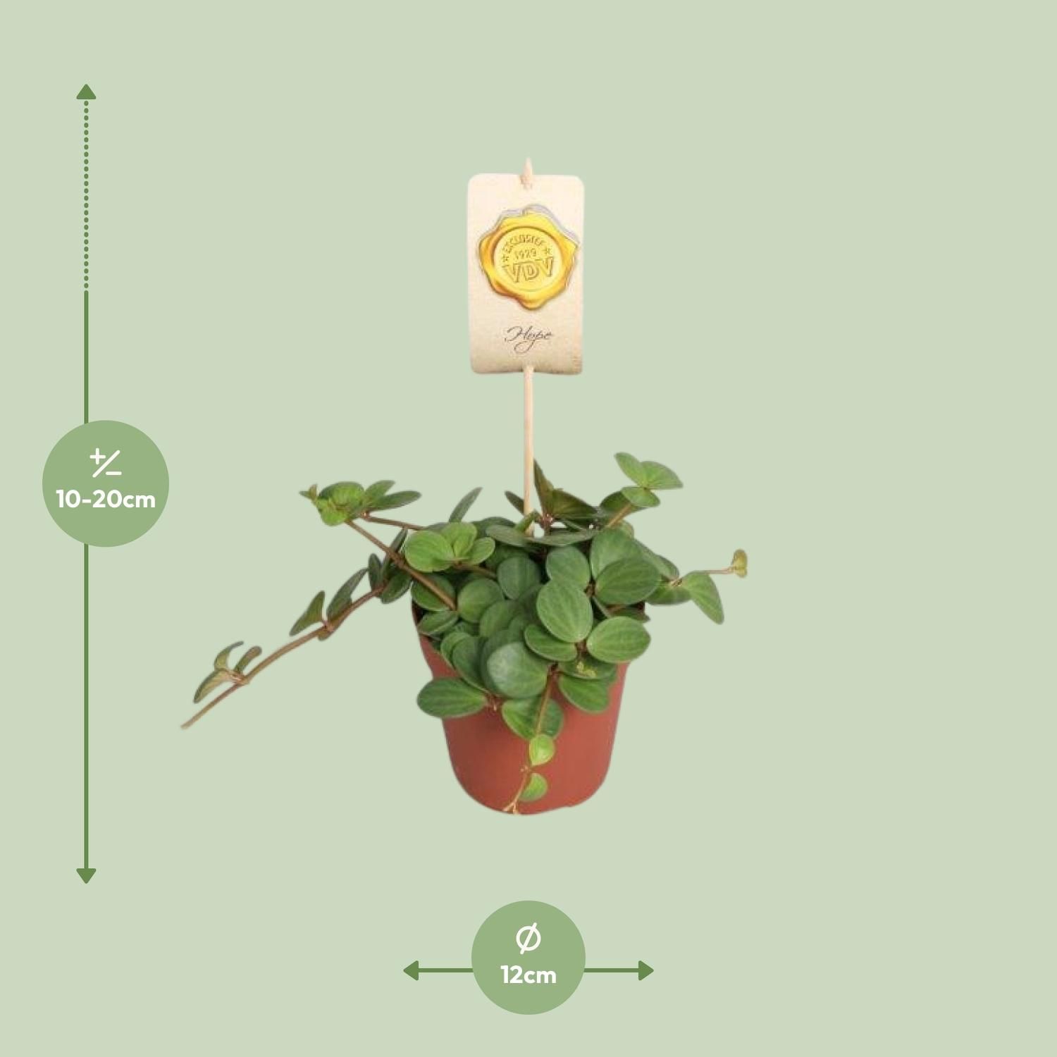 Peperomia Hope - Pflegeleichte Zimmerpflanze mit eleganten Blättern