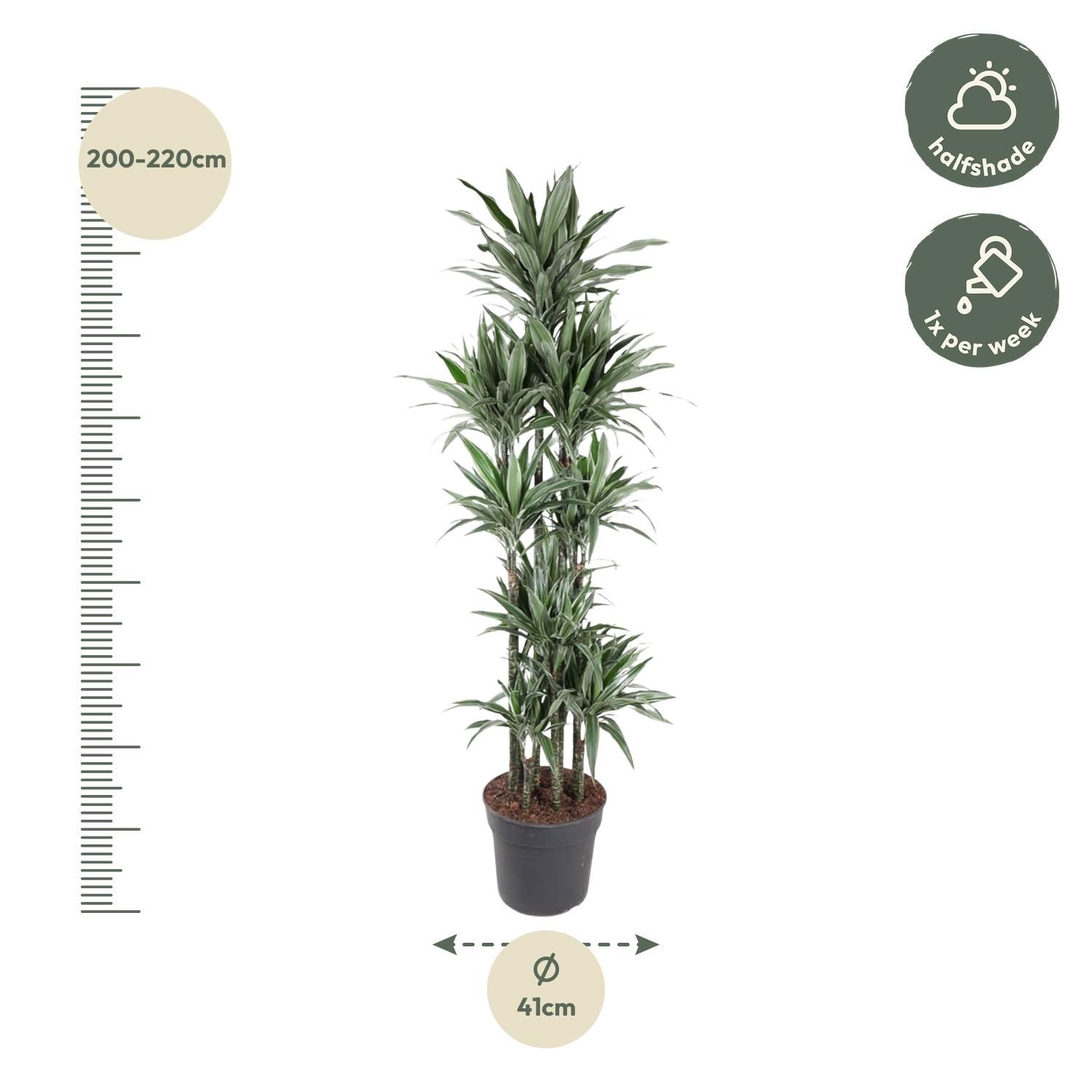 Dracaena Warneckei stilvolle Zimmerpflanze