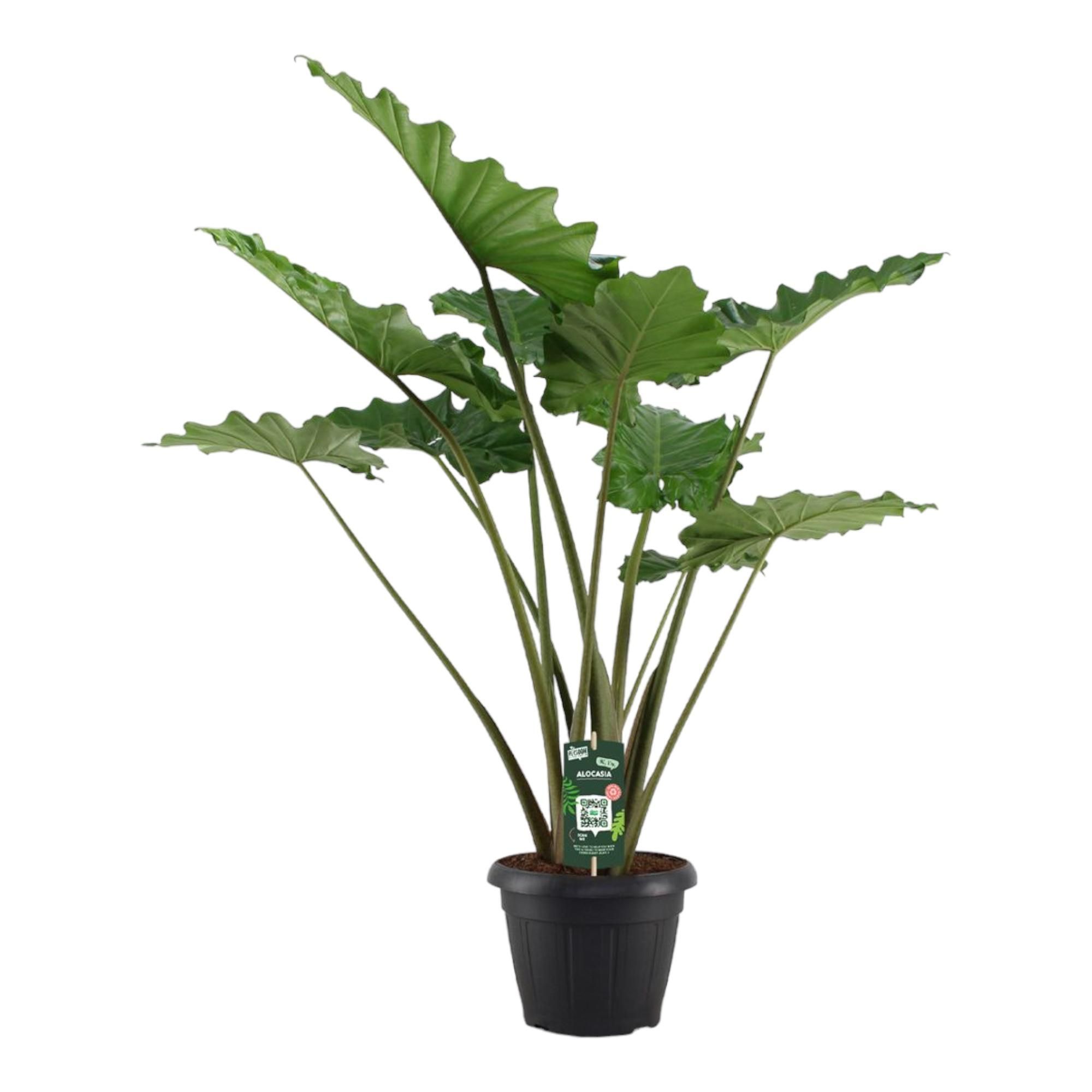 Alocasia Portodora Zimmerpflanze