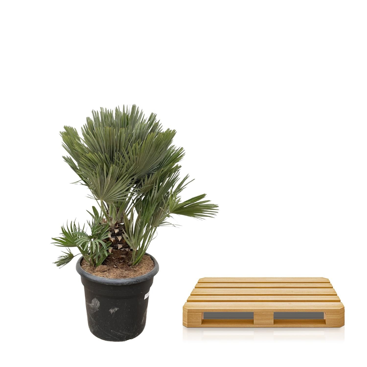 Chamaerops Humilis Zwergpalme mit kompaktem Blattwerk