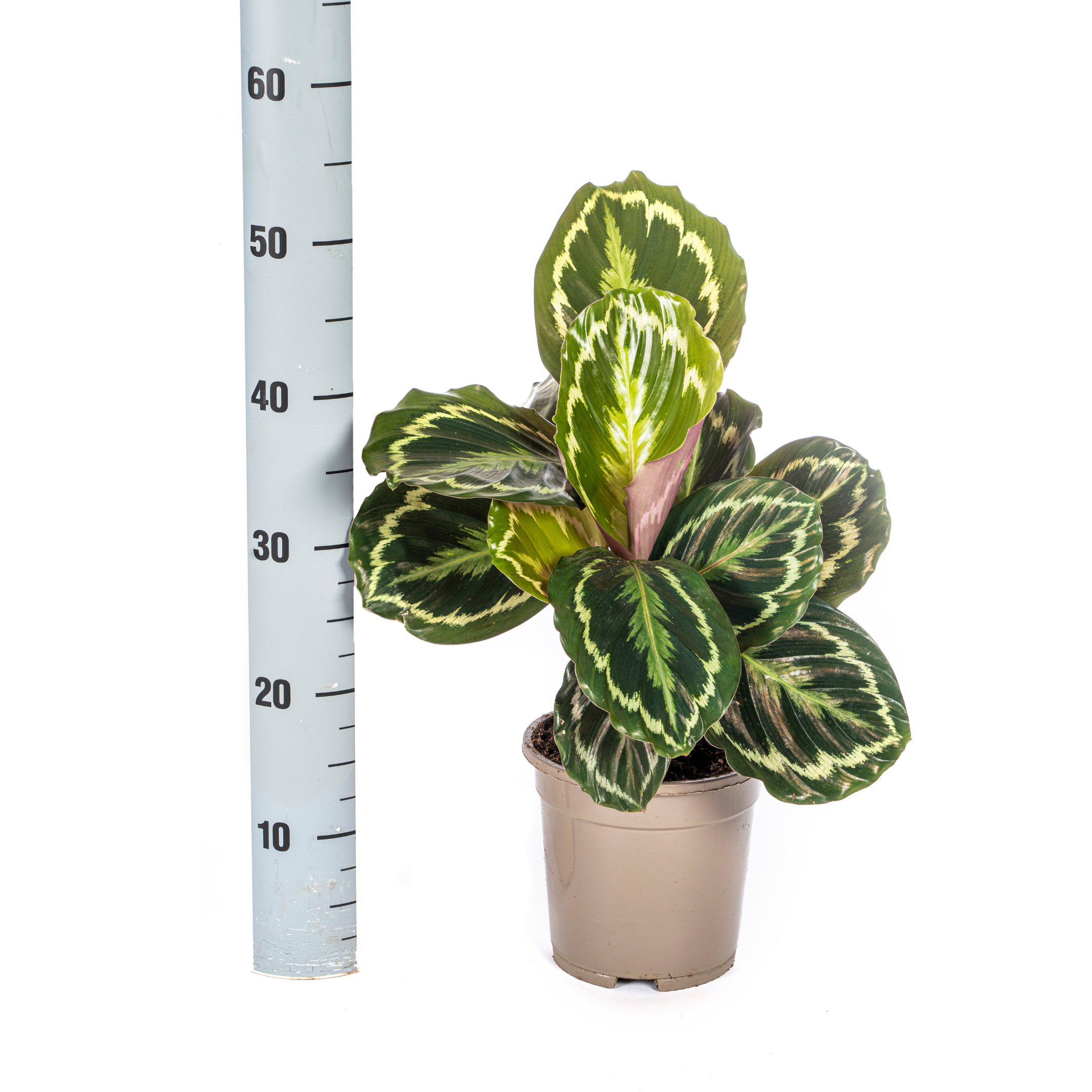 Calathea Medallion – Blickfang – pflegeleicht