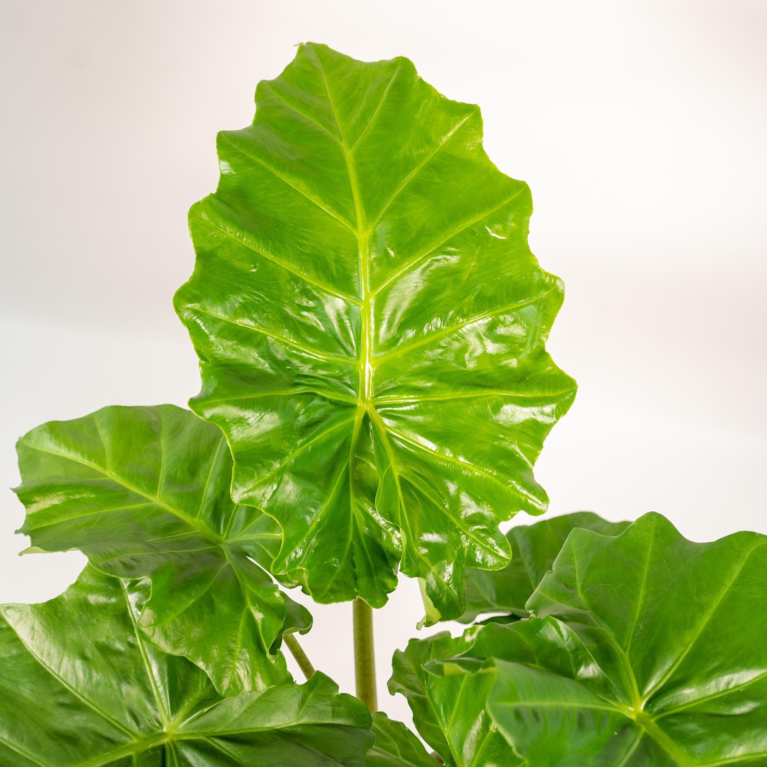 Alocasia Portodora Zimmerpflanze mit großem Elefantenohrblatt