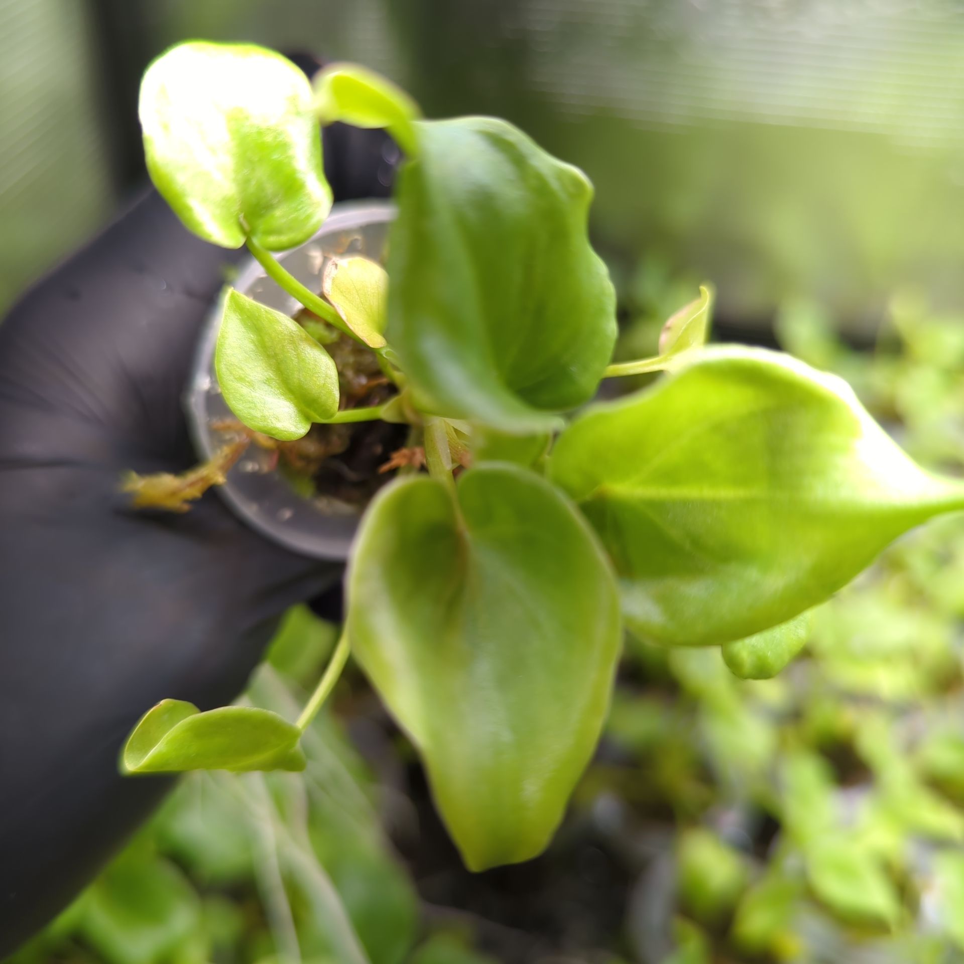 Baby Philodendron selloum Xanadu + selbstbewässernder Übertopf