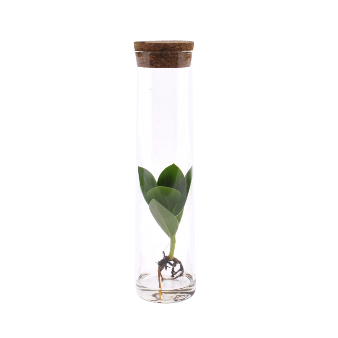 Clusia Hydroponie Glaspflanze