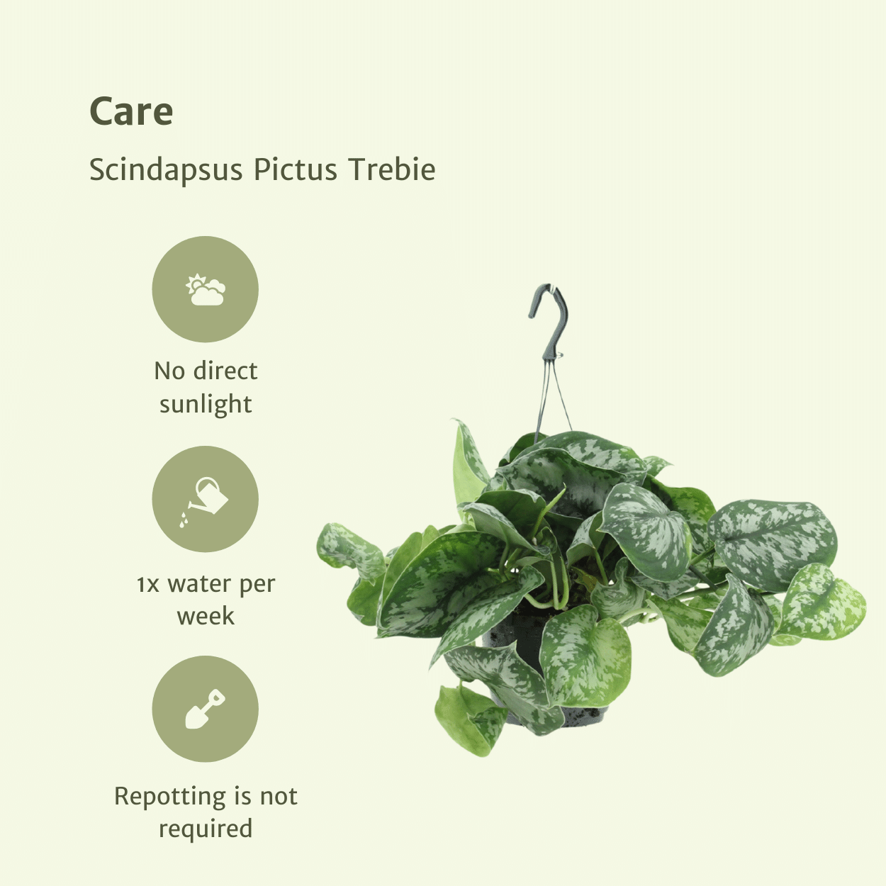 Scindapsus Pictus Trebie - Elegante Kletterpflanze