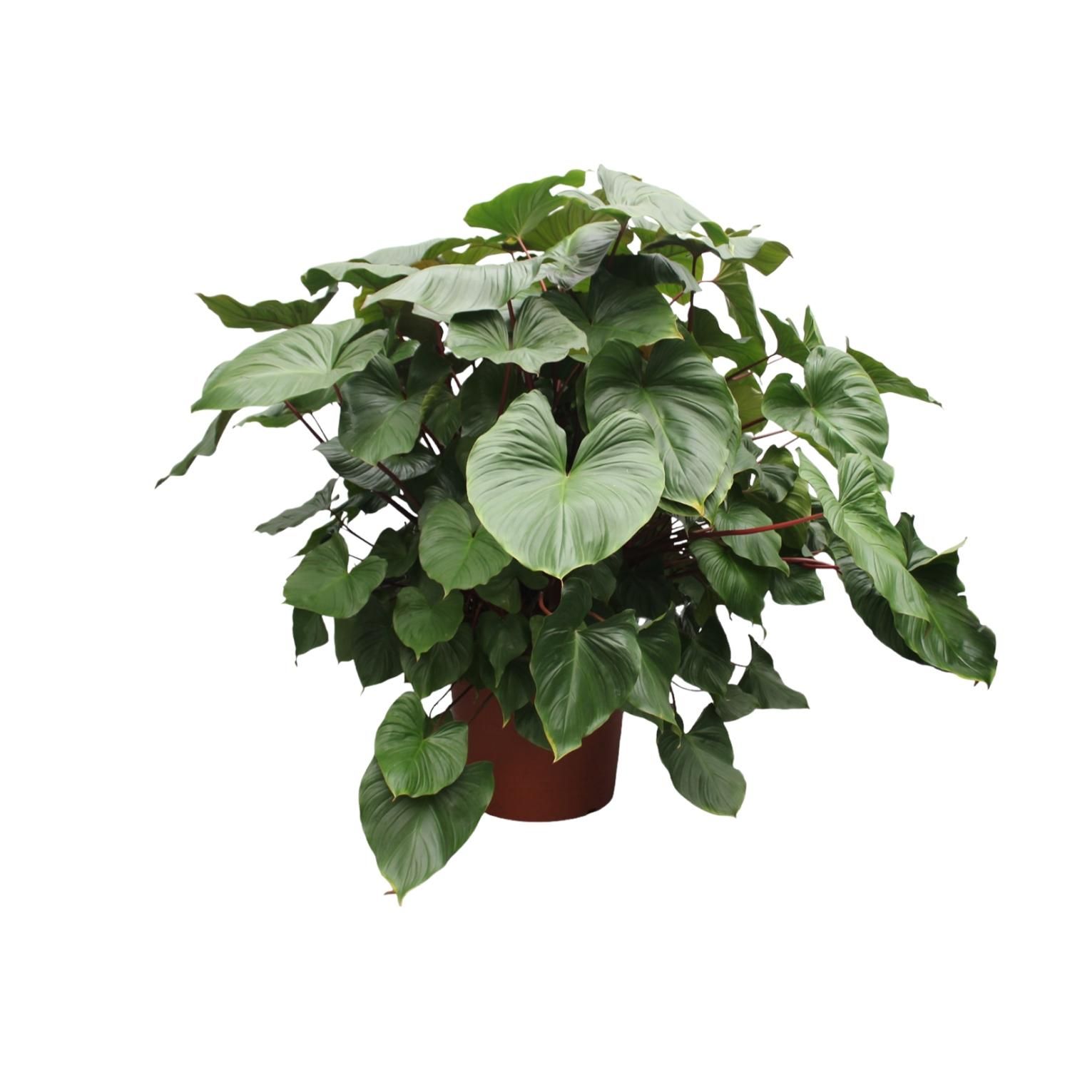 Homalomena Rubescens Maggy Zimmerpflanze