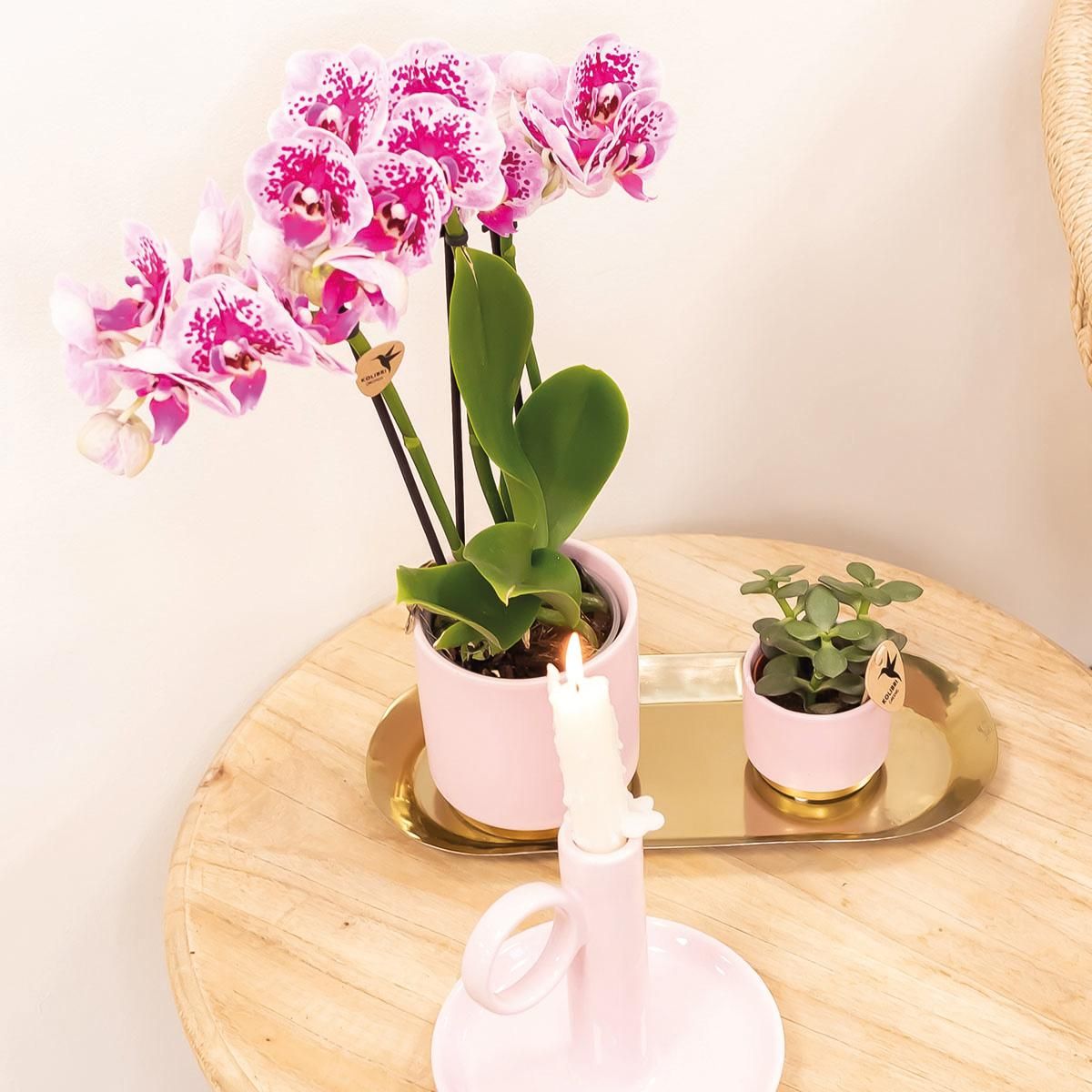 Kolibri Orchids Phalaenopsis Orchidee Diamond Linie | Rosa lila, Ø9cm Topf | Blühende Zimmerpflanze – Frisch vom Züchter
