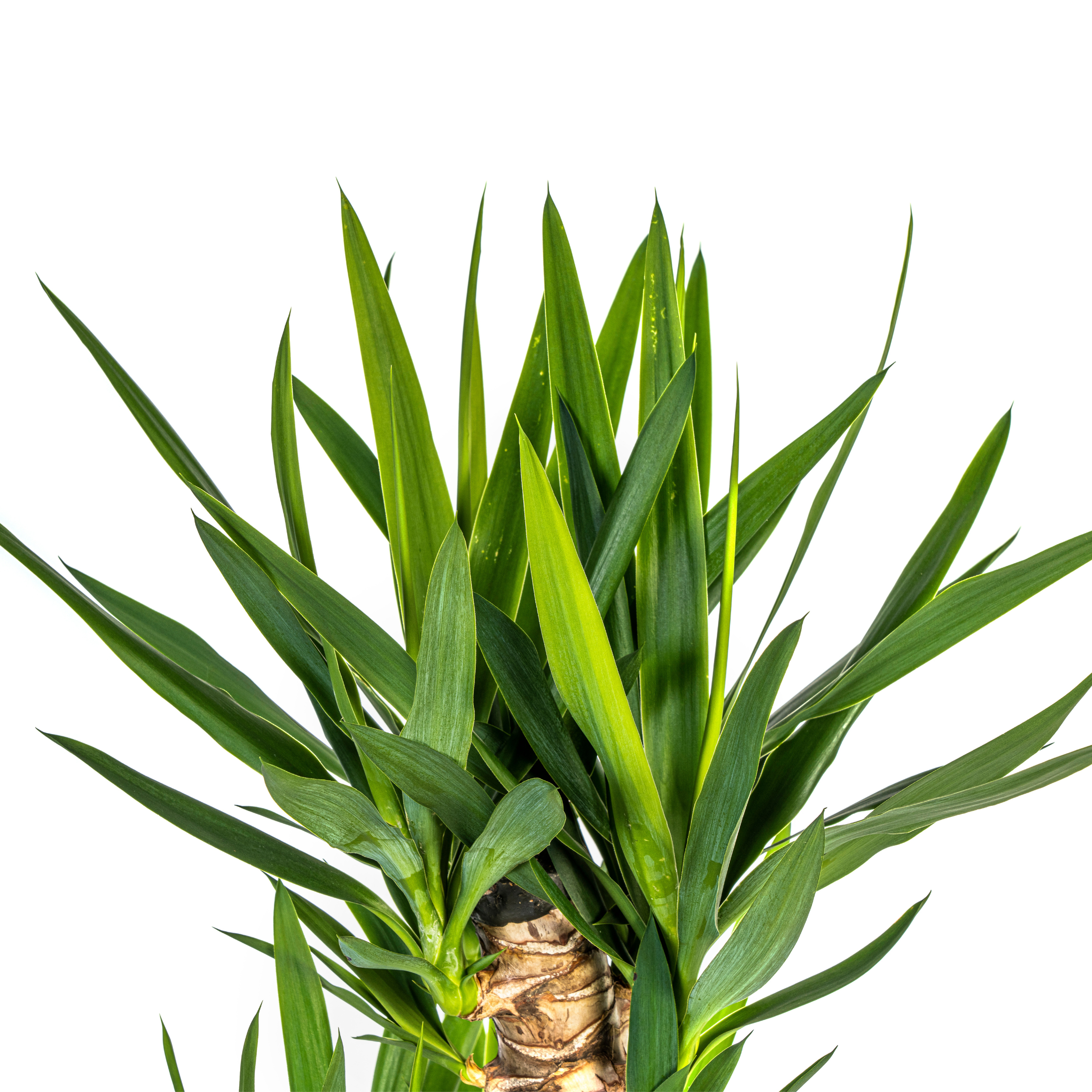 Yucca Elephantipes Ø24cm – 120-140cm Wuchshöhe