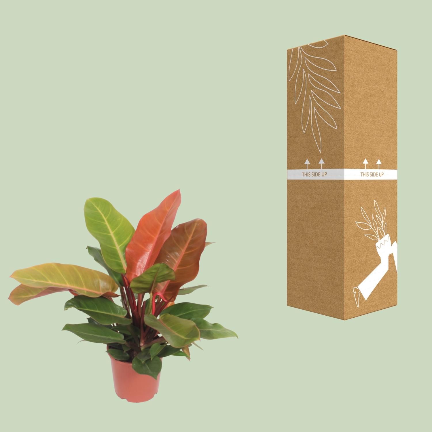 Philodendron Prince of Orange - Lebendige indoor Zimmerpflanze